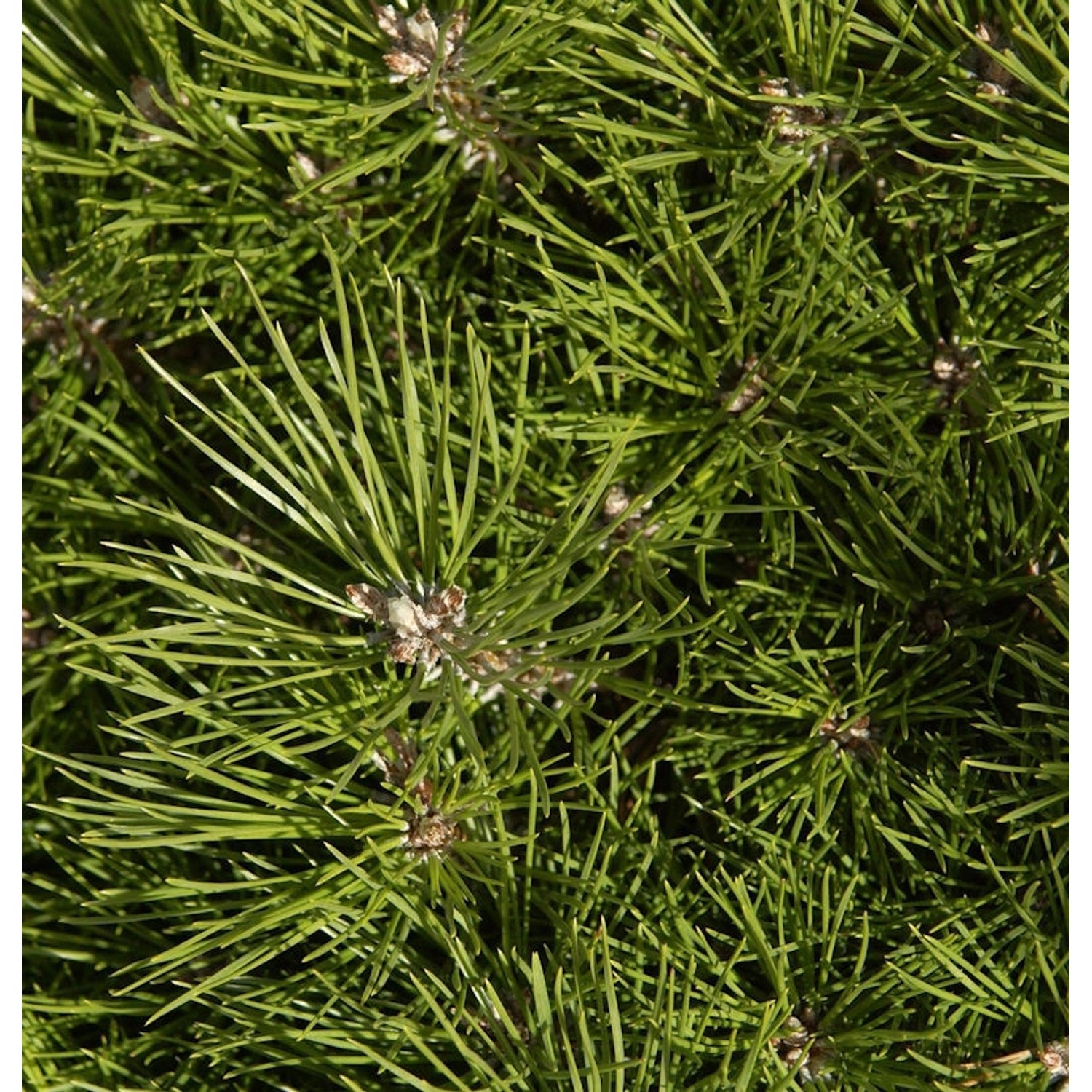 Hochstamm Schwarzkiefer Bambino 40-60cm - Pinus nigra günstig online kaufen