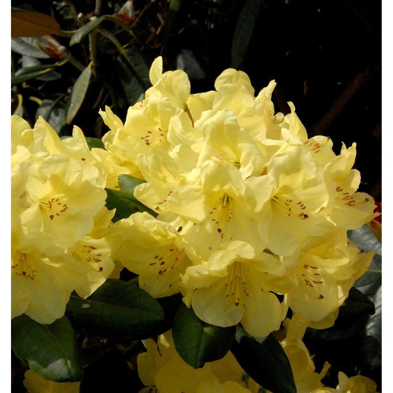 Großblumige Rhododendron Goldinetta 30-40cm - Alpenrose günstig online kaufen