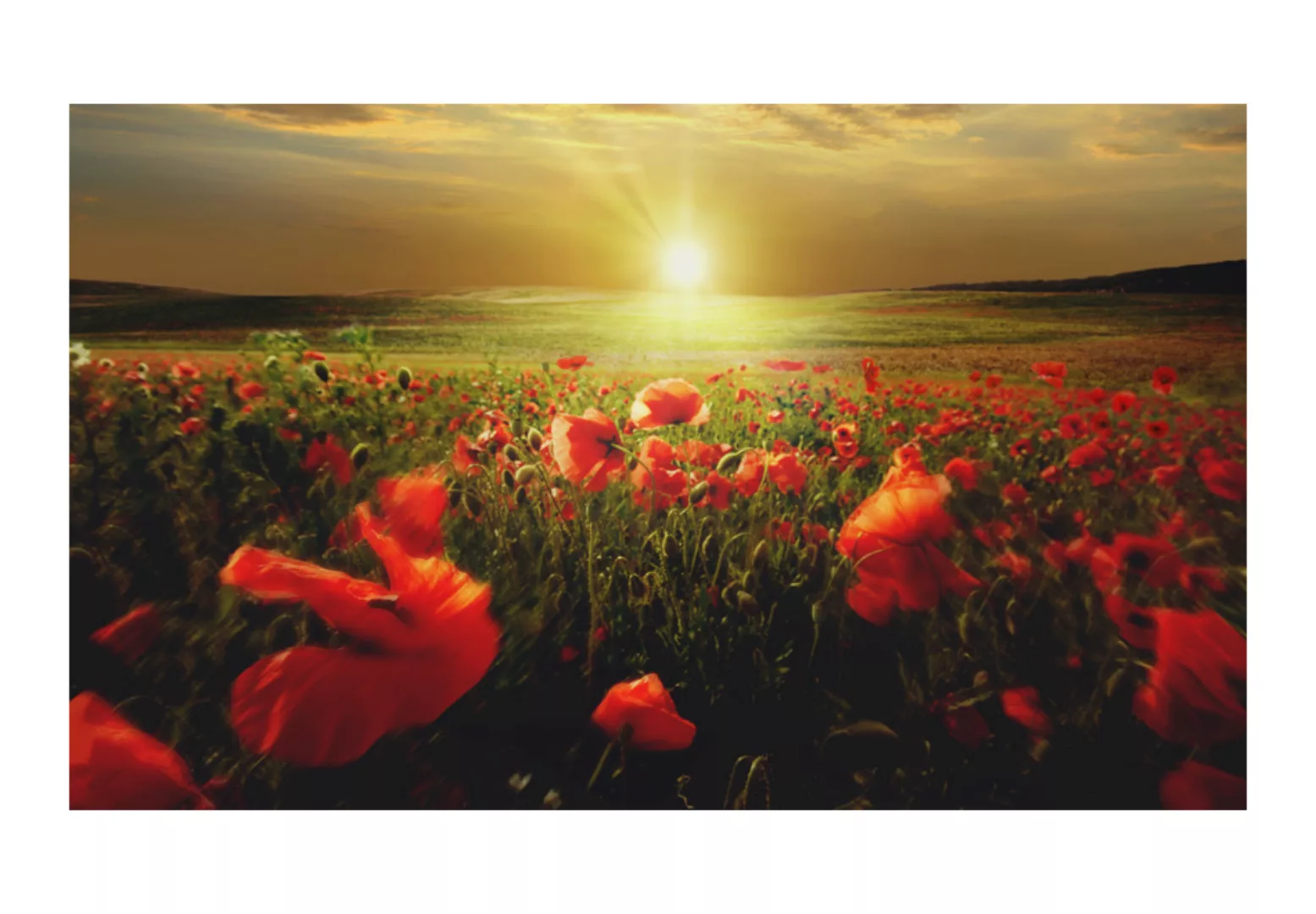 Fototapete - Morning On The Poppy Meadow günstig online kaufen