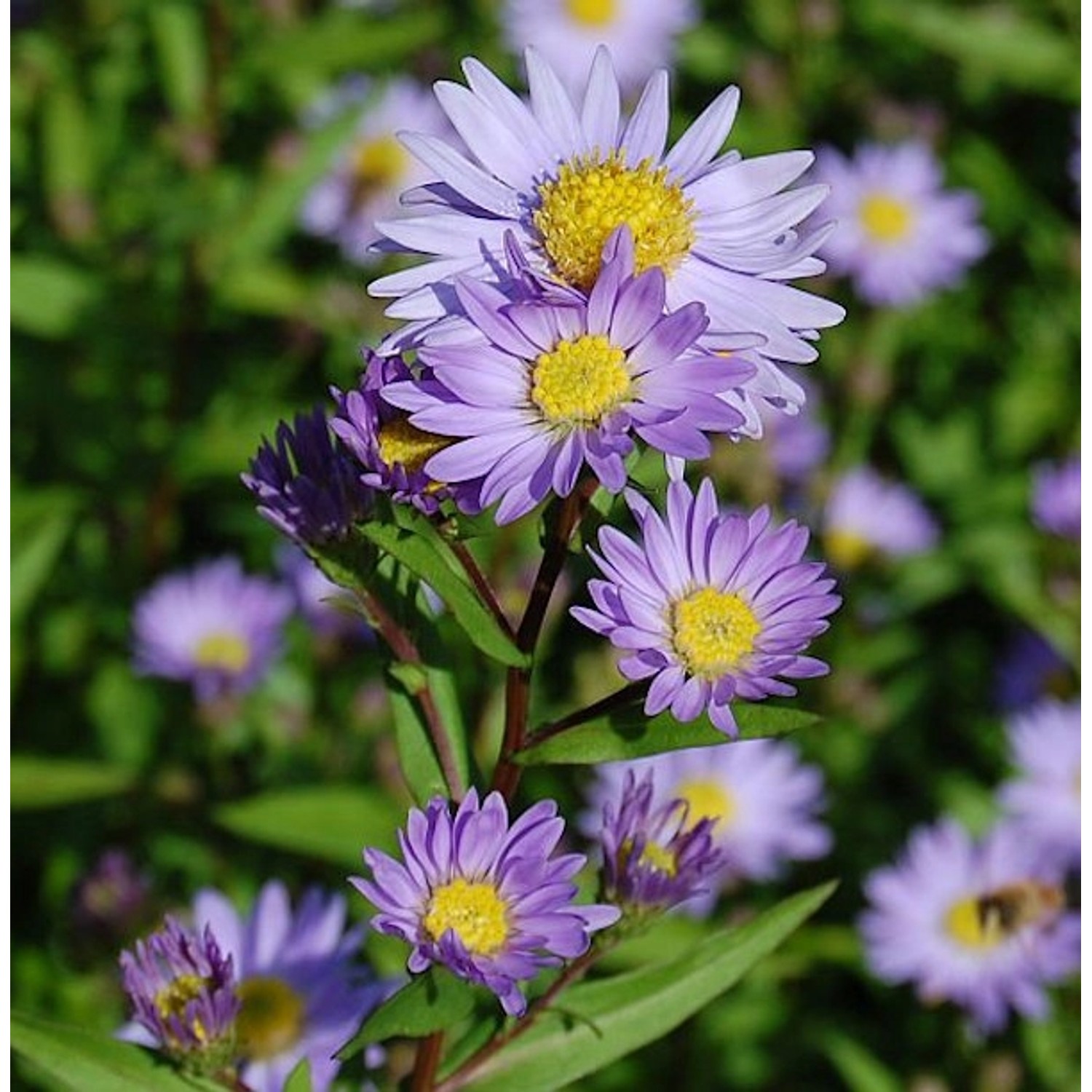 Glattblattaster Dauerblau - Aster novi belgii günstig online kaufen