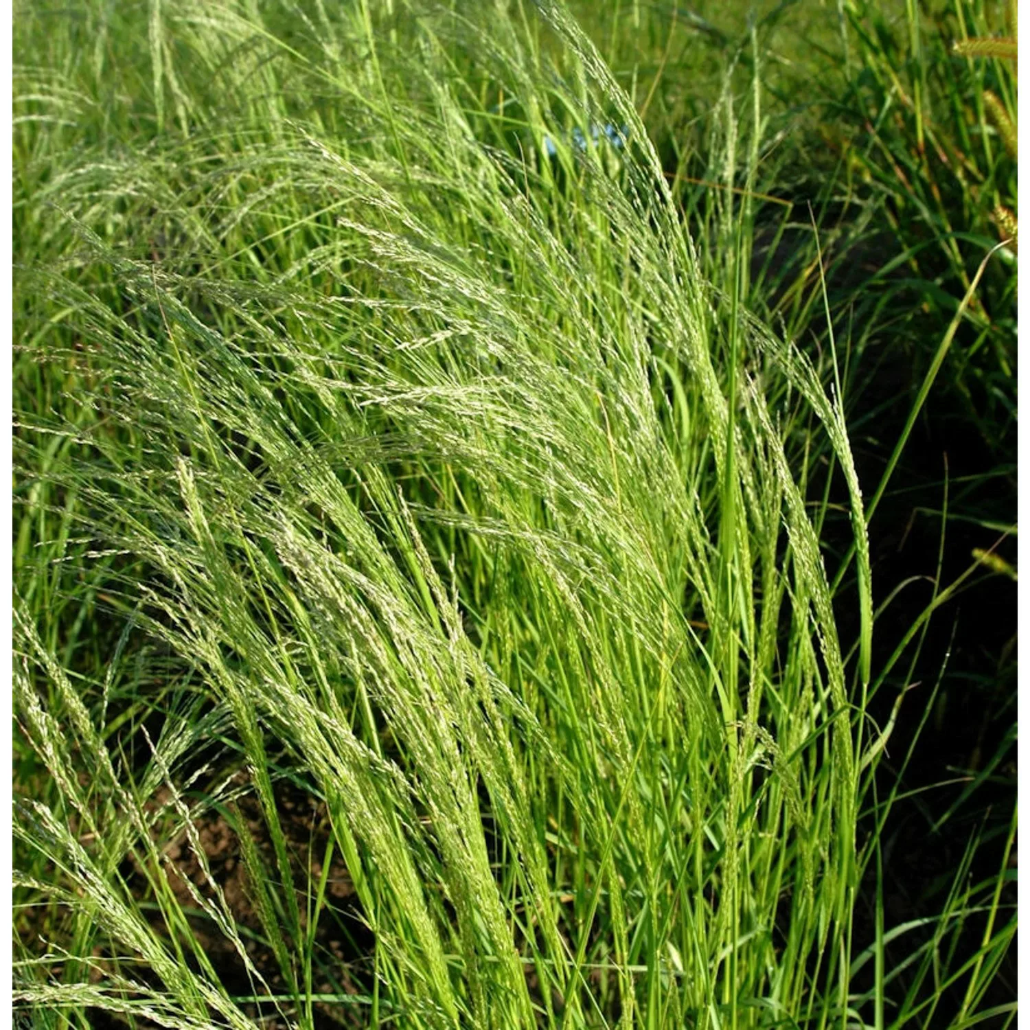 Haar-Liebesgras - Eragrostis trichodes günstig online kaufen