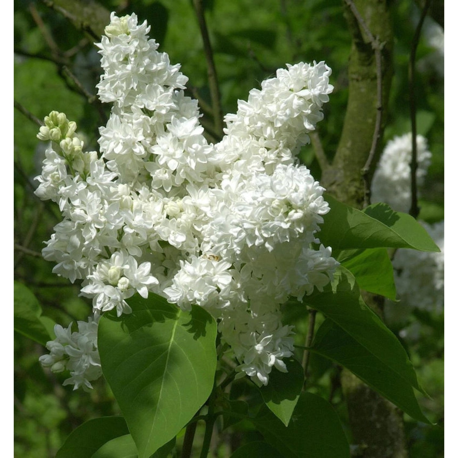 Hochstamm Edelflieder Madame Lemoine 60-80cm - Syringa vulgaris günstig online kaufen