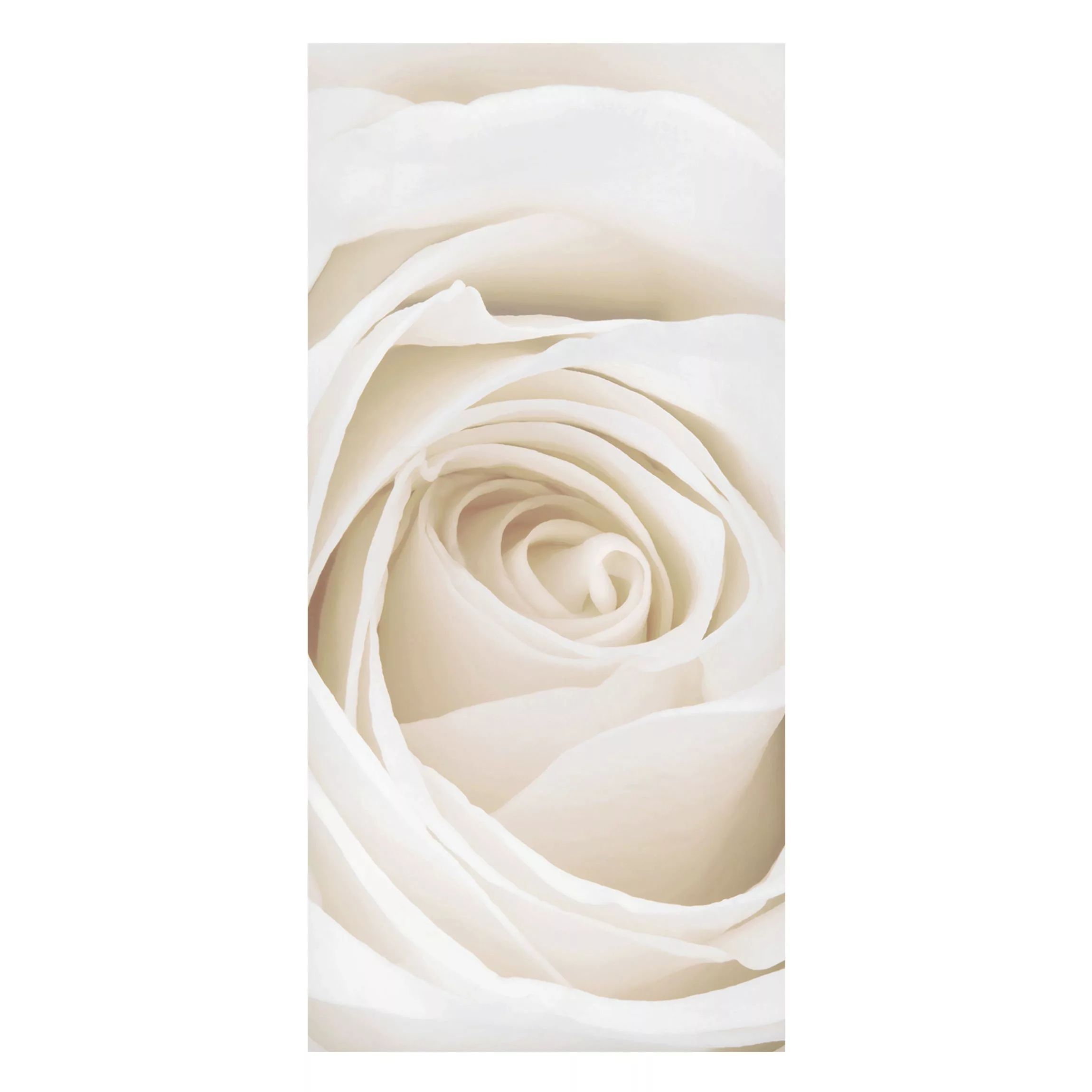 Magnettafel Blumen - Hochformat 1:2 Pretty White Rose günstig online kaufen