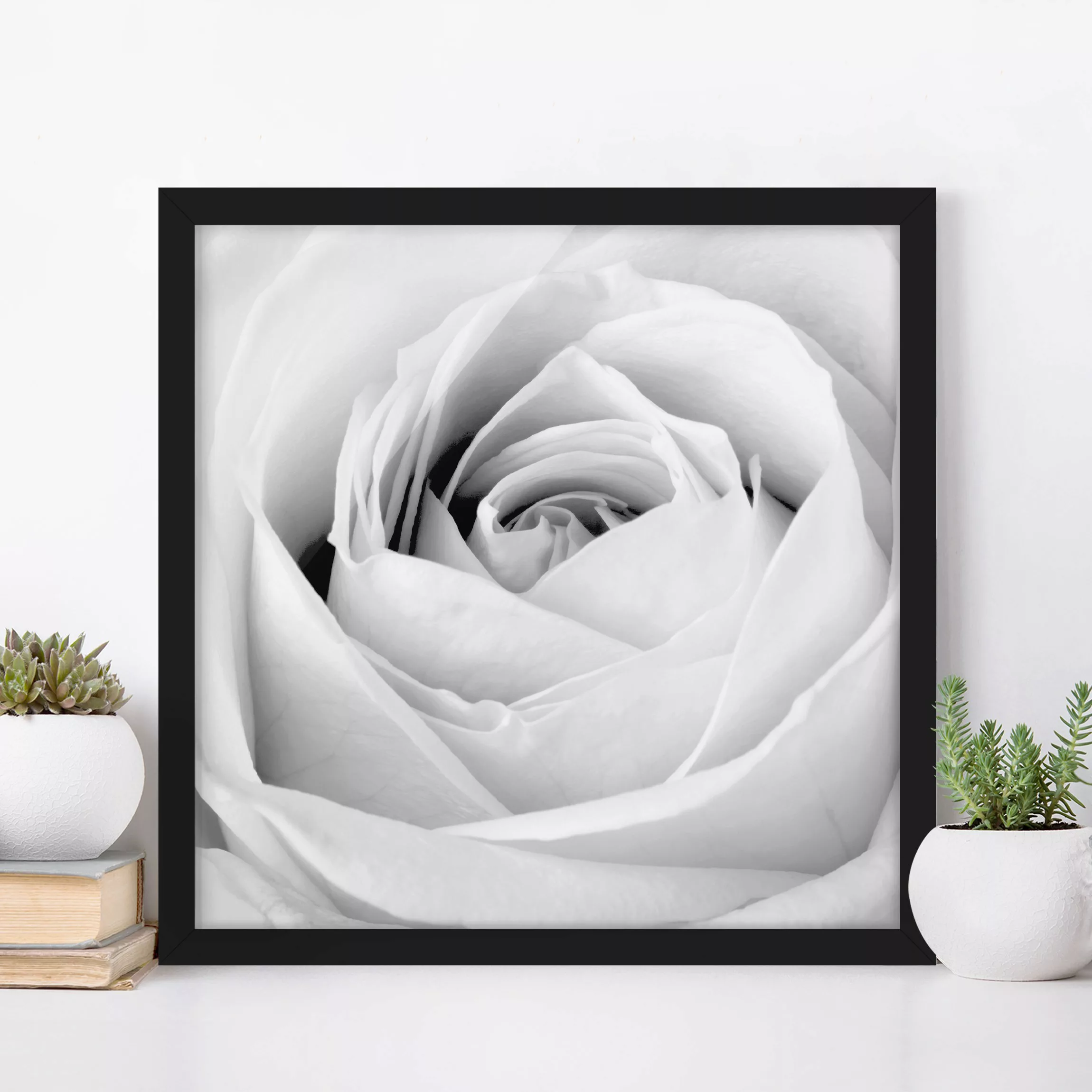 Bild mit Rahmen Blumen - Quadrat Close Up Rose günstig online kaufen