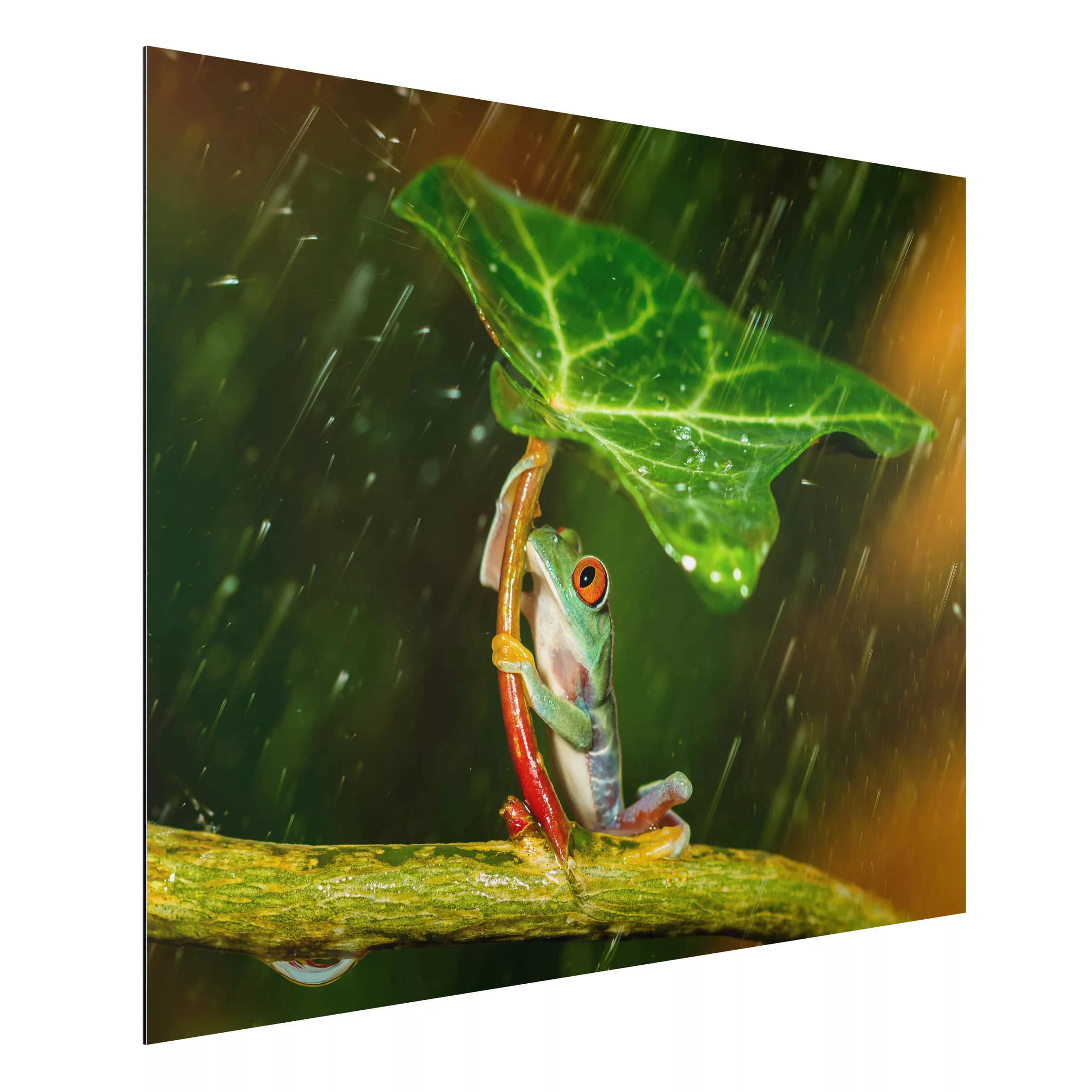 Alu-Dibond Bild Tiere - Querformat 4:3 Ein Frosch im Regen günstig online kaufen