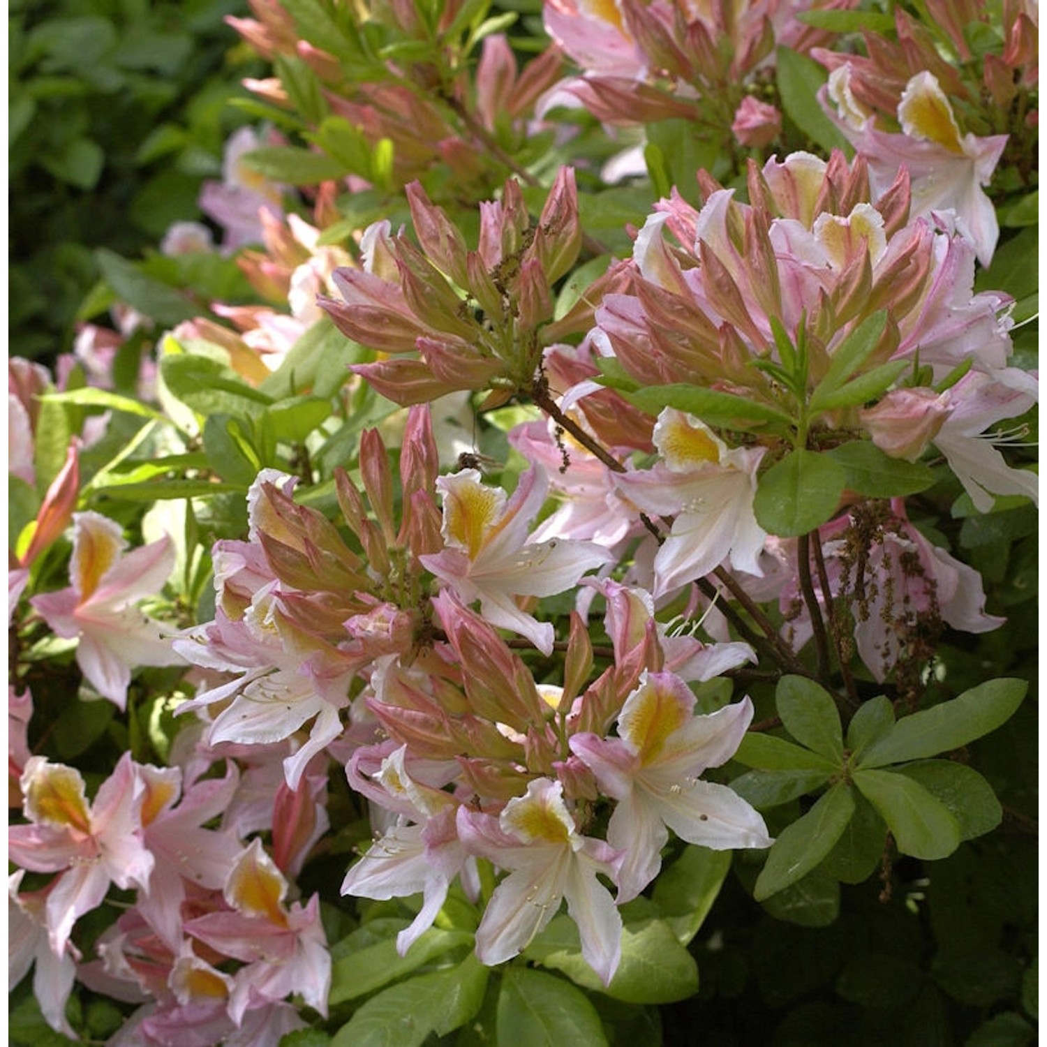 Azalee Irene Koster 40-50cm - Rhododendron luteum - Alpenrose günstig online kaufen