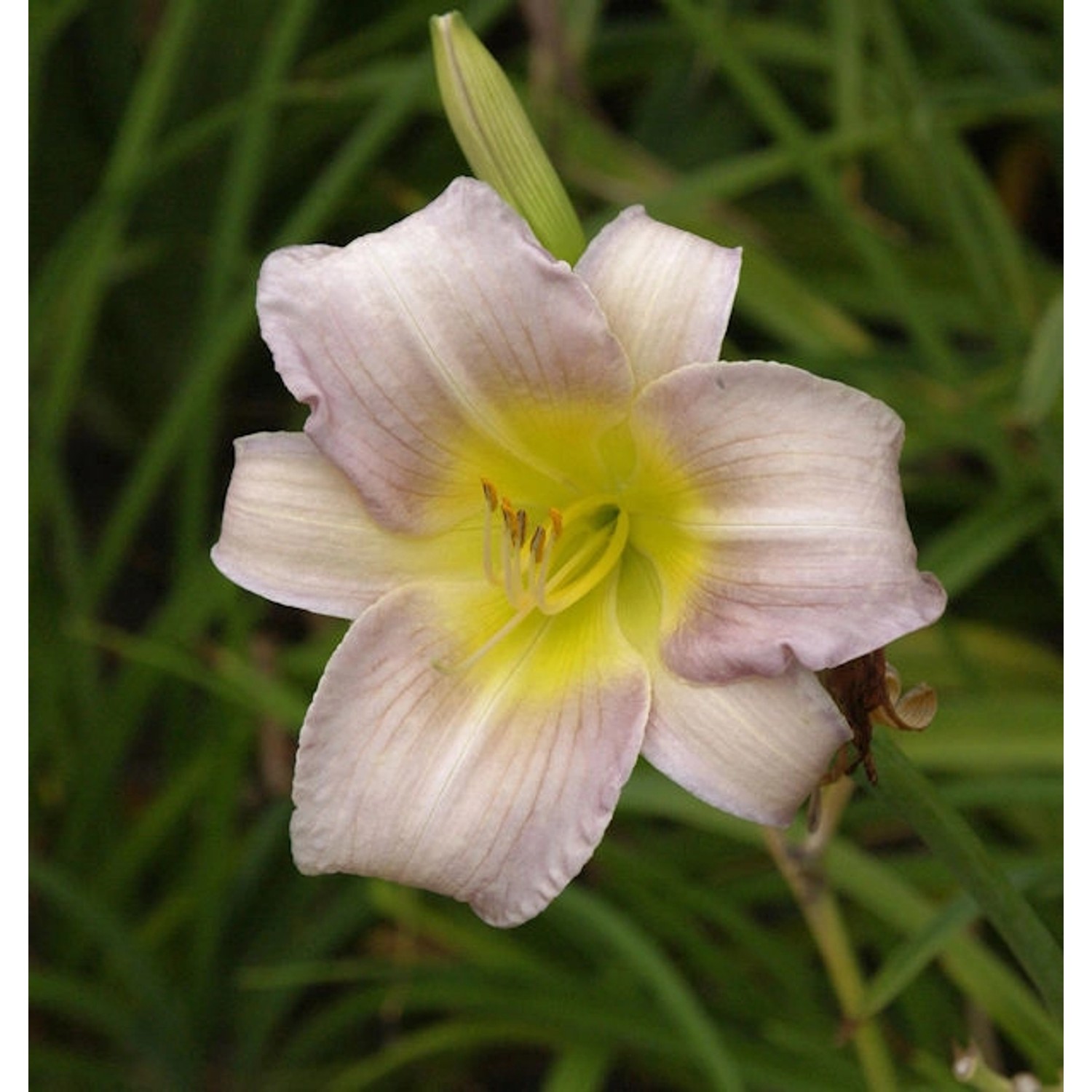 Taglilie Catherine Woodberry - Hemerocallis günstig online kaufen