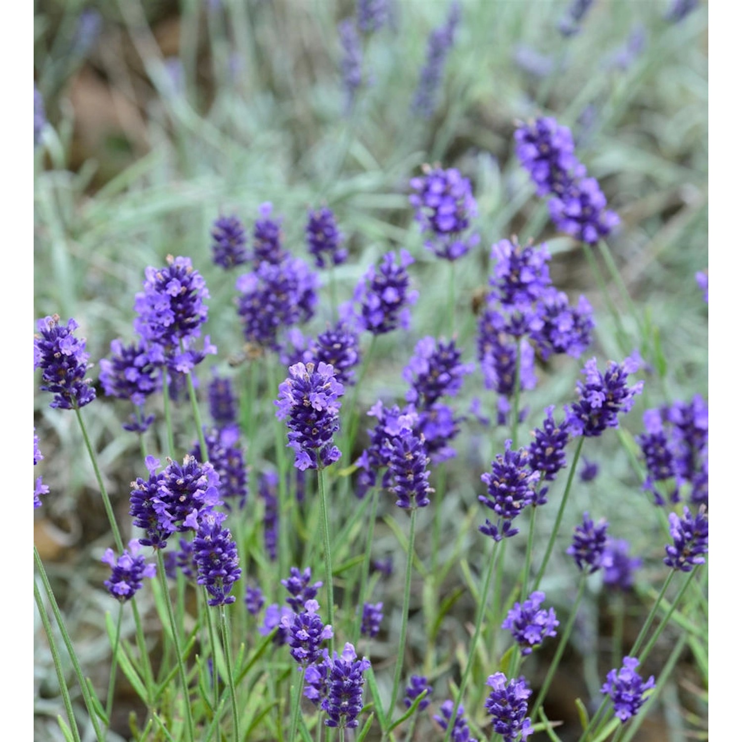 Echter Lavendel Arabian Nights - Lavandula angustifolia günstig online kaufen