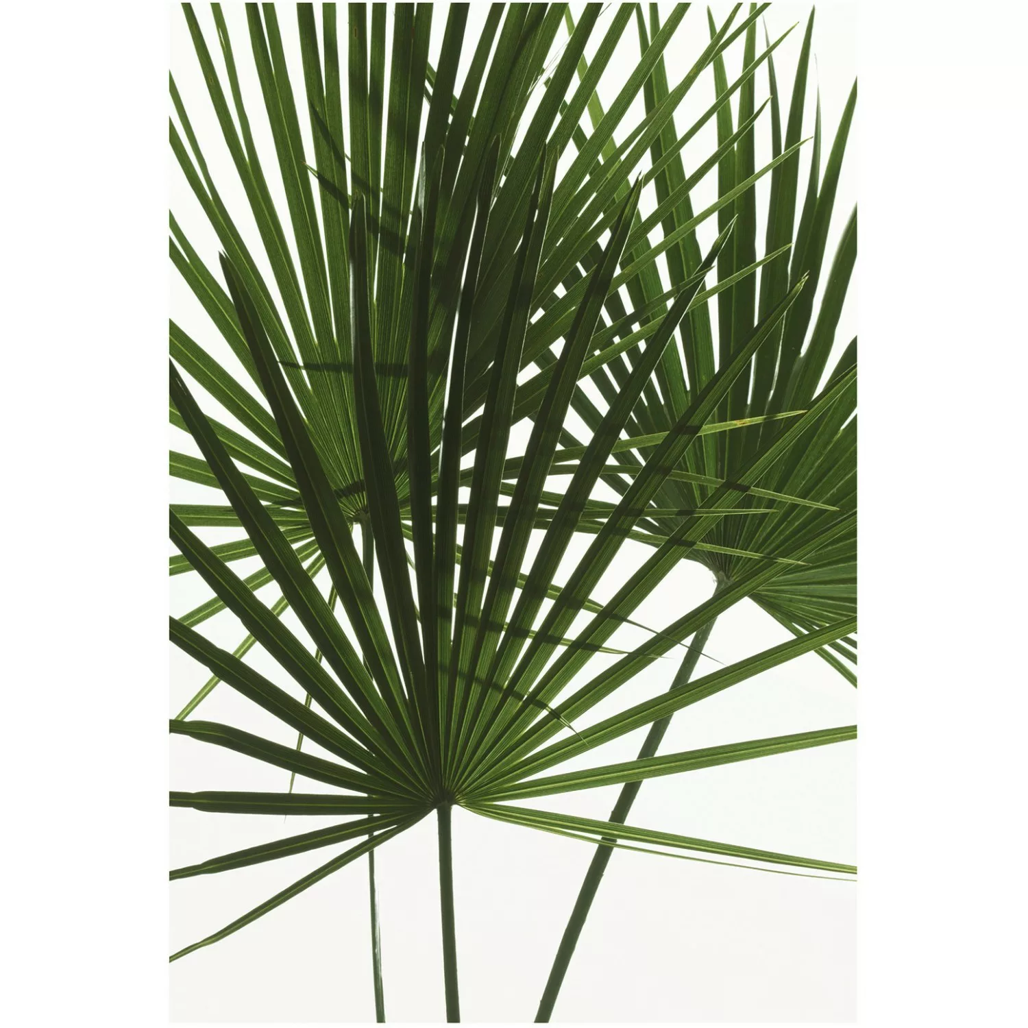 Komar Poster »Palmtree Leaves«, Pflanzen, (1 St.) günstig online kaufen
