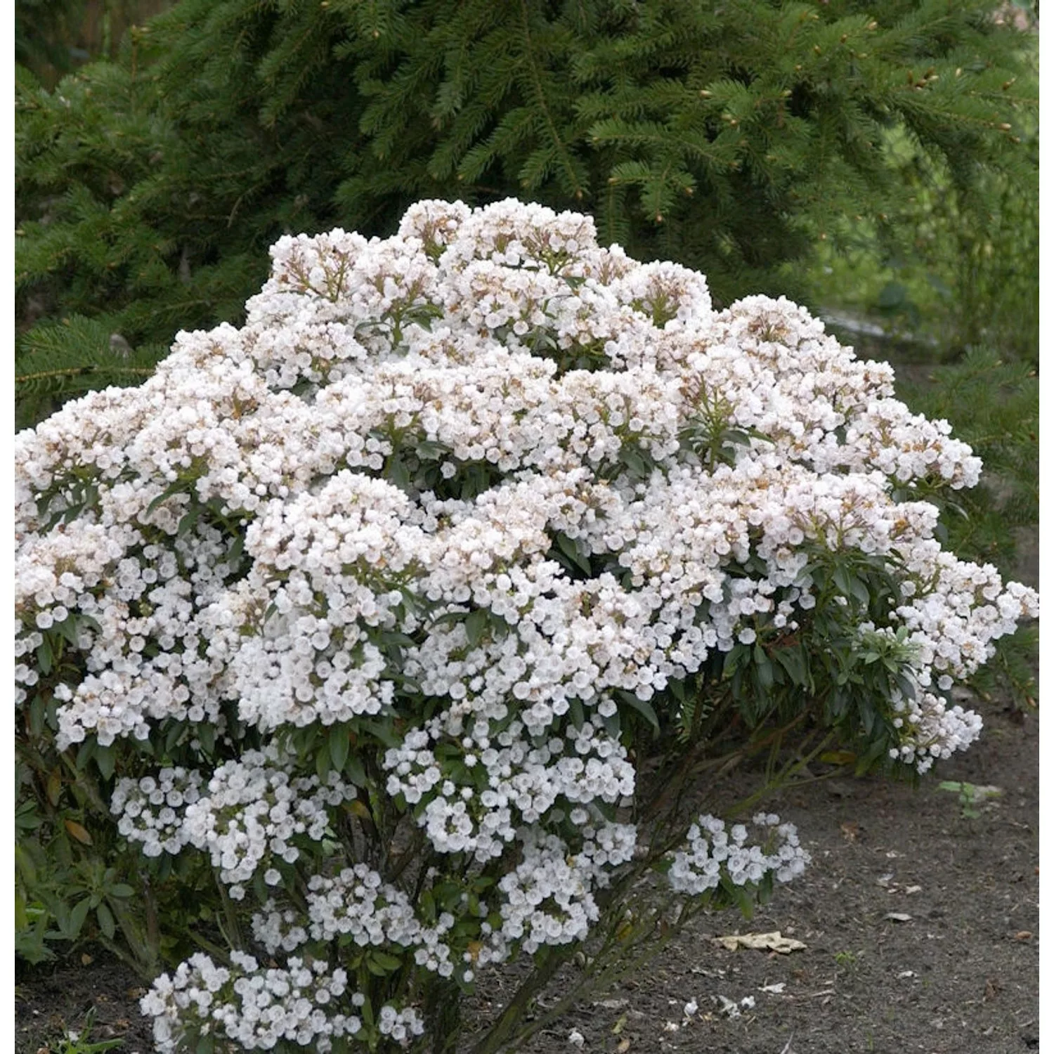 Großer Berglorbeer Zedbulon 30-40cm - Kalmia latifolia günstig online kaufen