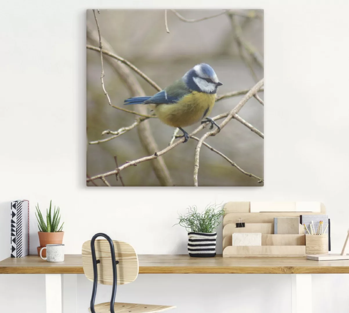 Artland Wandbild "Blaumeise", Vögel, (1 St.) günstig online kaufen