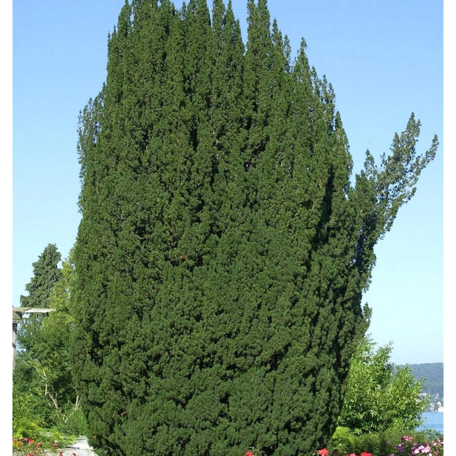 Grüne Säuleneibe 50-60cm - Taxus baccata Fastigiata günstig online kaufen