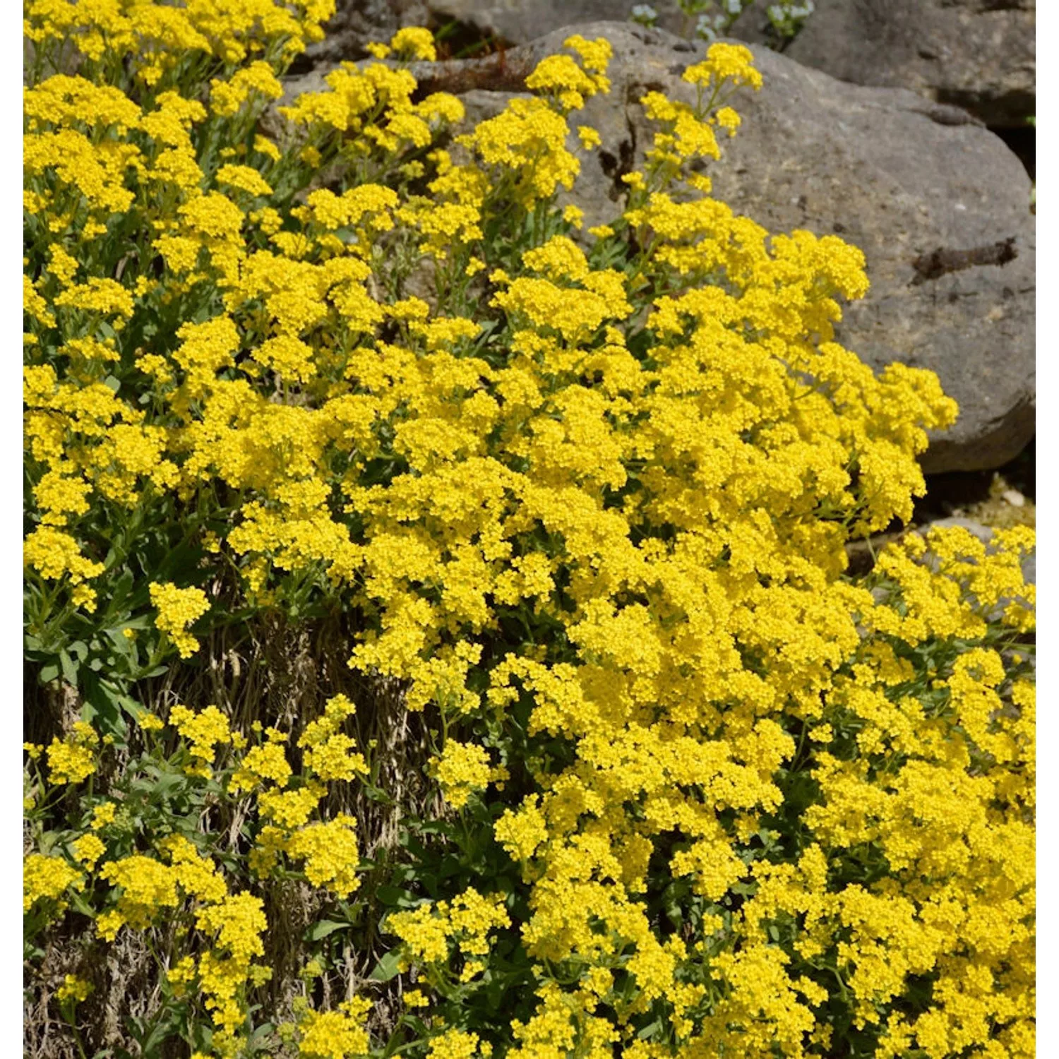 Felsen-Steinkraut - Aurinia saxatile günstig online kaufen