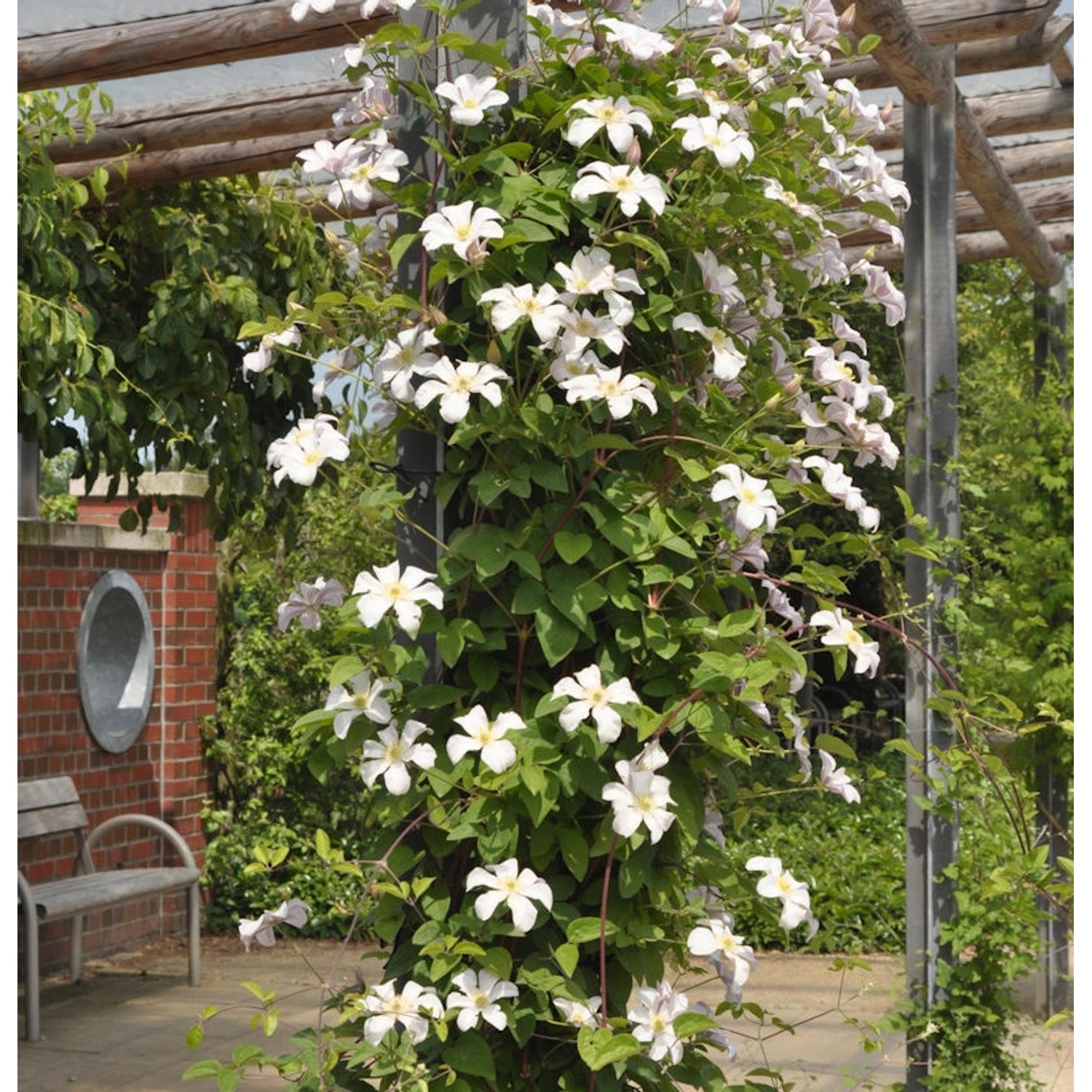 Waldrebe Joe 40-60cm - Clematis günstig online kaufen