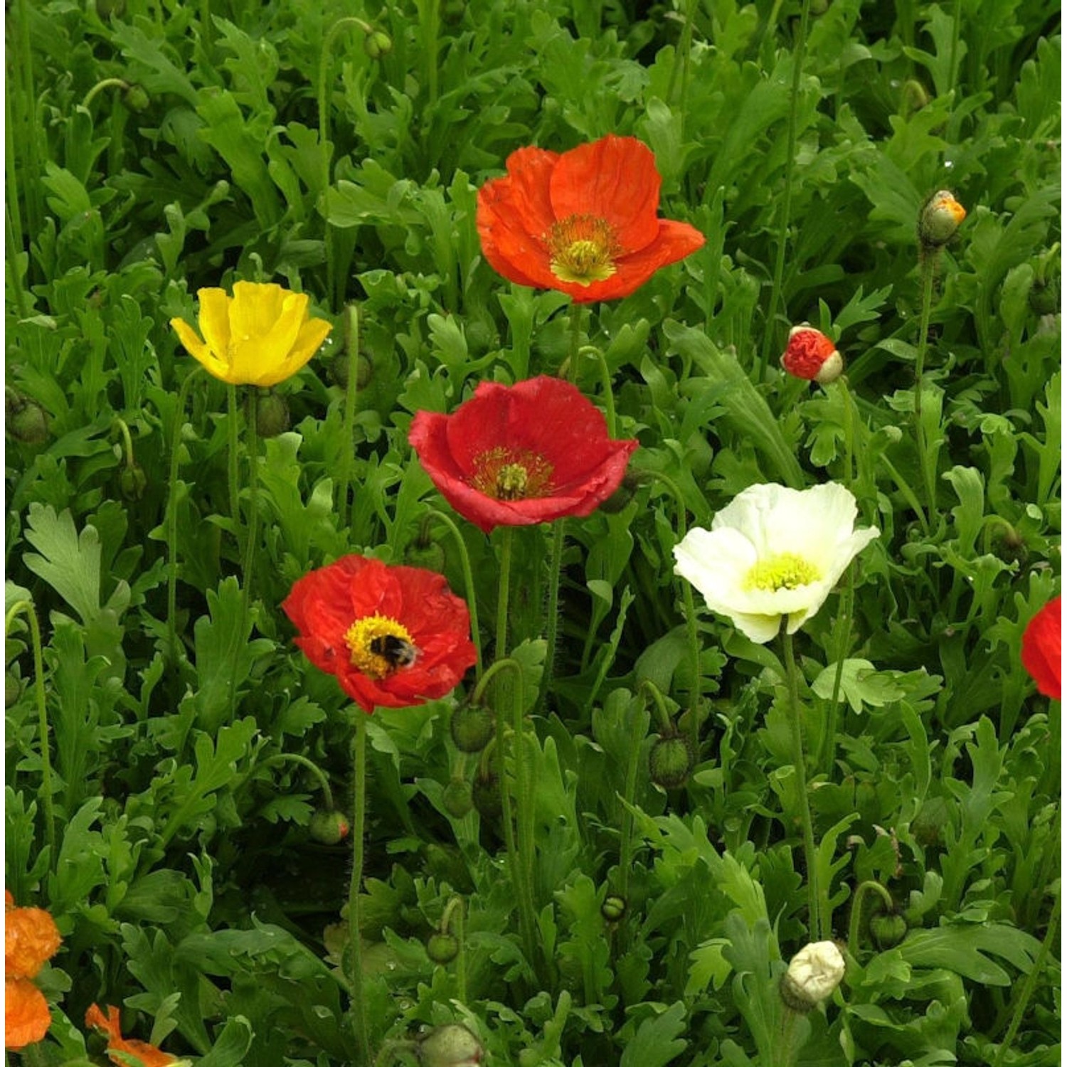 Islandmohn Gartenzwerg - Papaver nudicaule günstig online kaufen