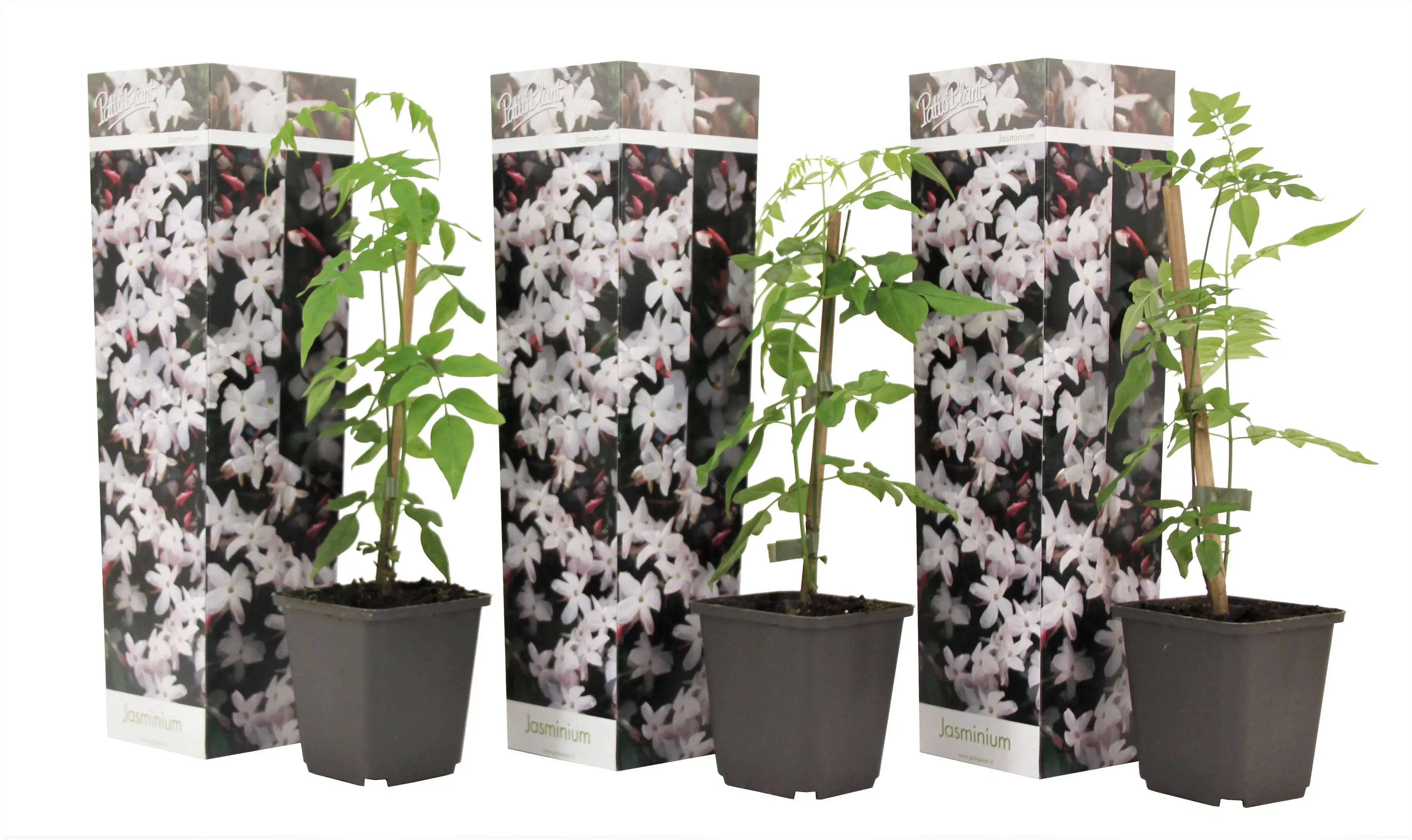 Perfect Plant | Set mit 3 Jasminpflanzen Jasminum Officinale günstig online kaufen