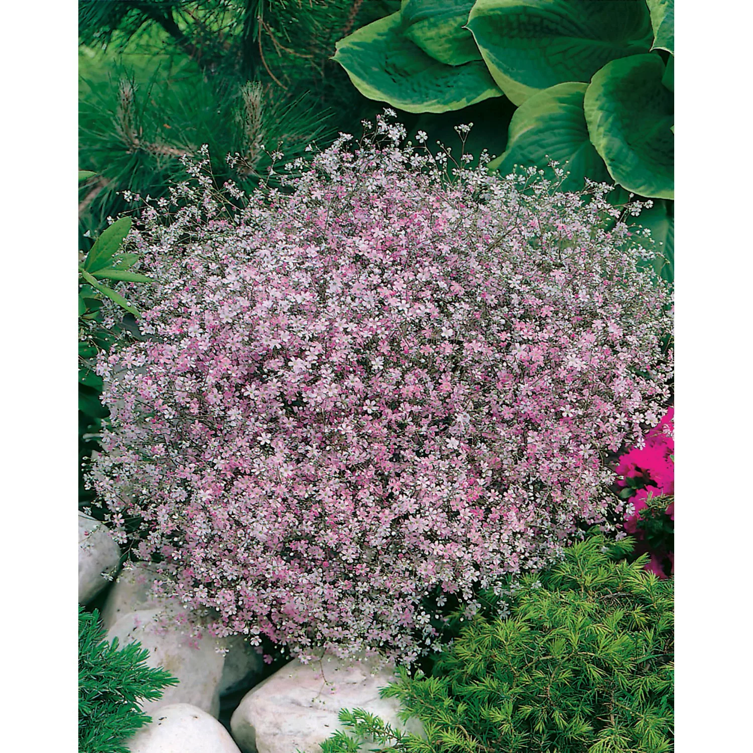Garten-Schleierkraut Rosea Rosa Topf-Ø ca. 9 cm x 9 cm Gypsophila günstig online kaufen