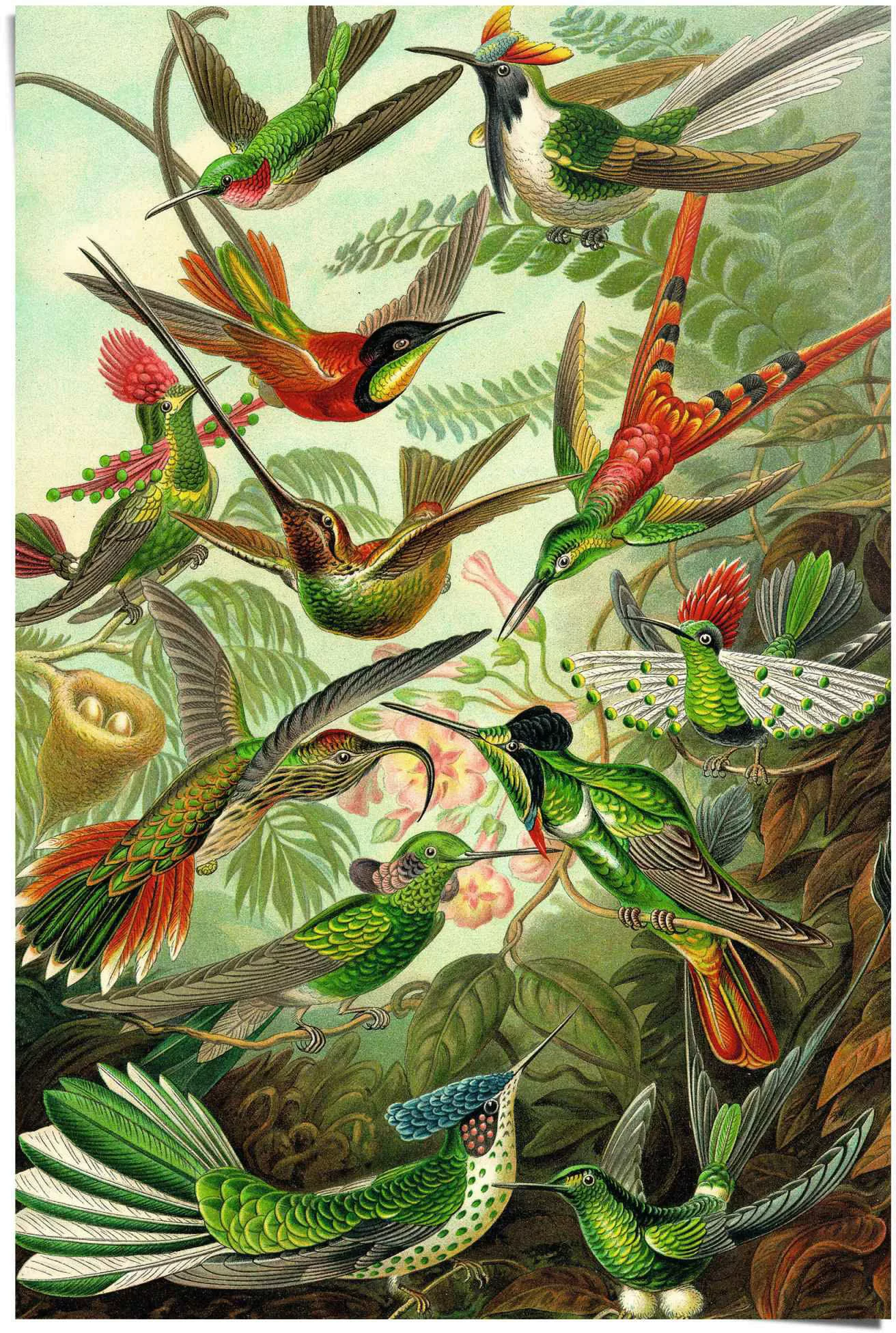Reinders Poster "Hummingbirds Vogel - Tiermotiv - Natur - Botanisch - Ernst günstig online kaufen