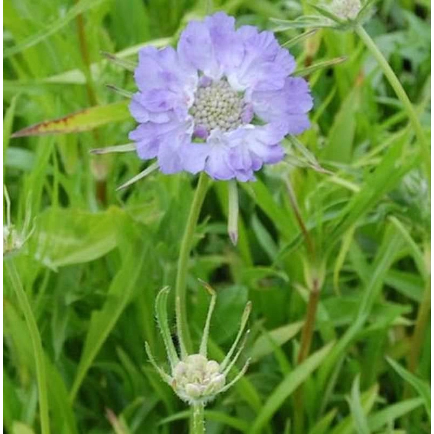 Kaukasus Skabiose Perfecta - Scabiosa caucasica günstig online kaufen