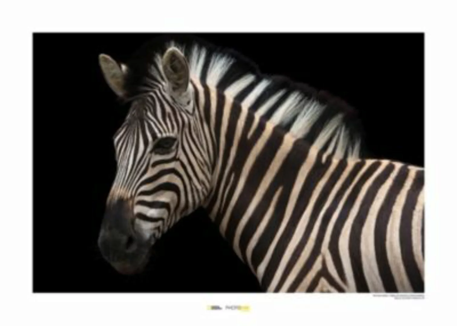 KOMAR Wandbild - Damara Zebra - Größe: 70 x 50 cm mehrfarbig Gr. one size günstig online kaufen