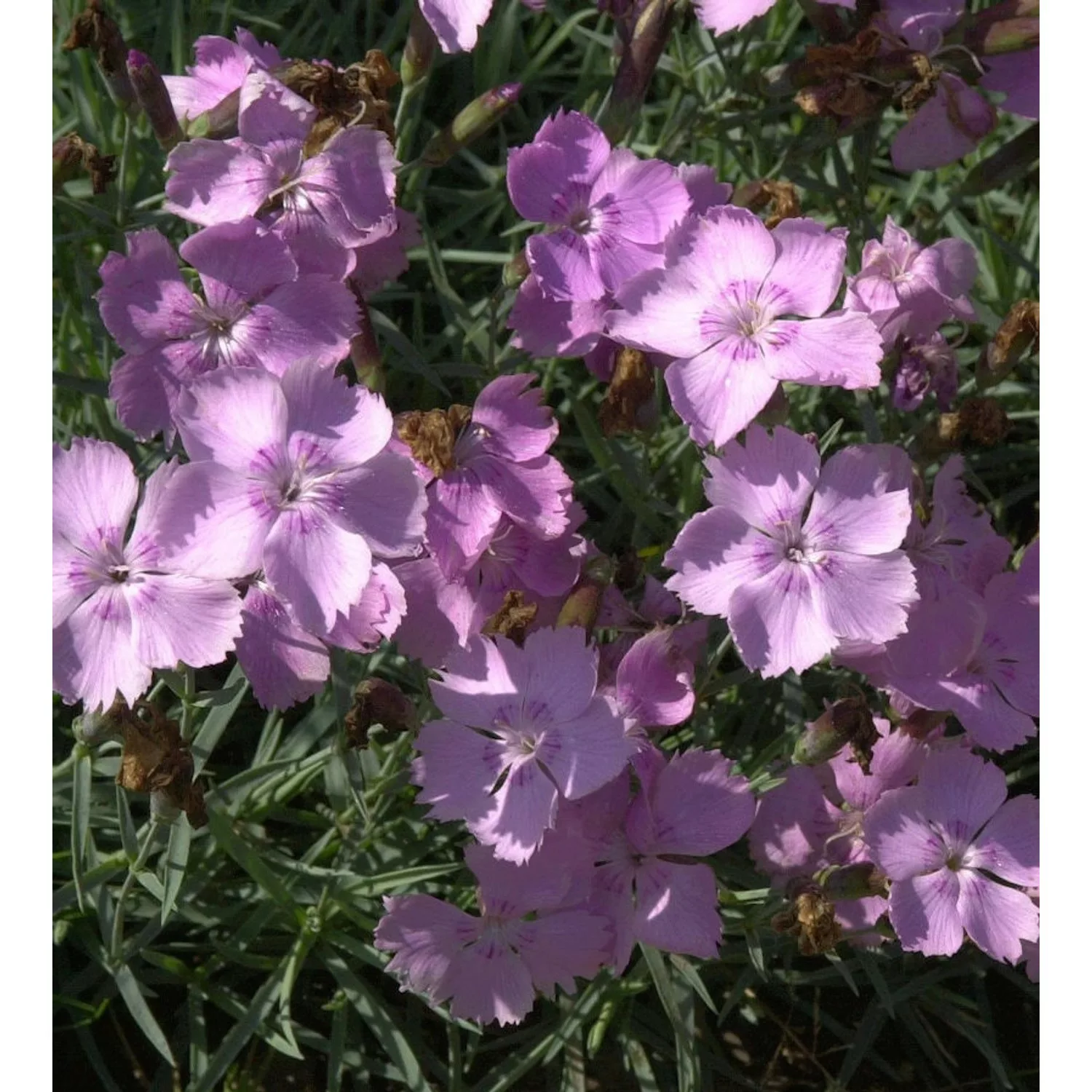 Pfingstnelke Nordstjernen - Dianthus gratianopolitanus günstig online kaufen