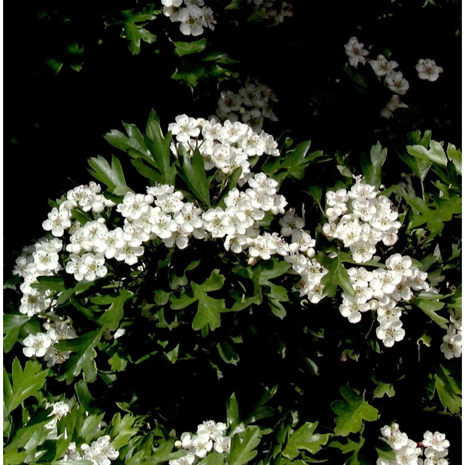 Hochstamm Kugel Zwerg Weißdorn 60-80cm - Crataegus monogyna günstig online kaufen