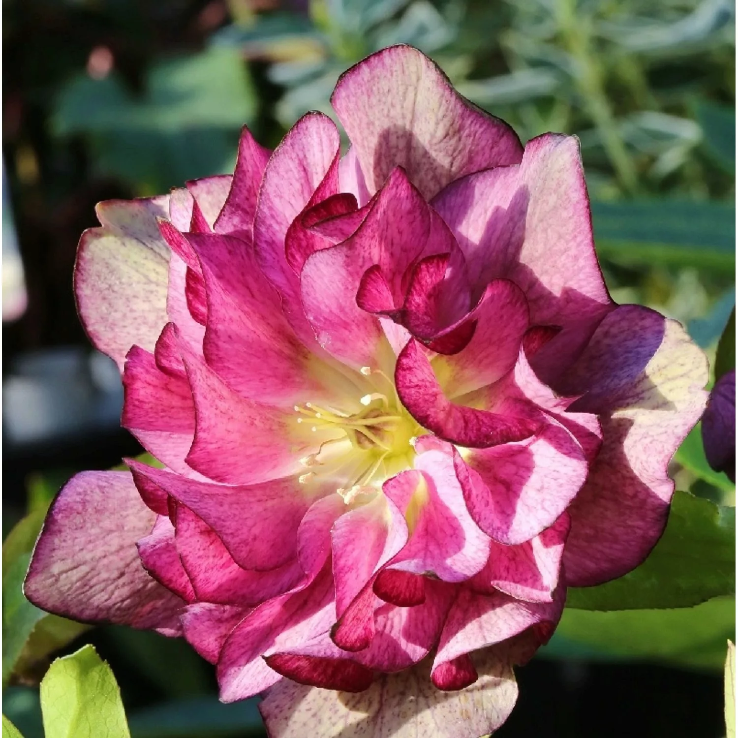 Christrose Lenzrose Double Ellen Red - Helleborus orientalis günstig online kaufen