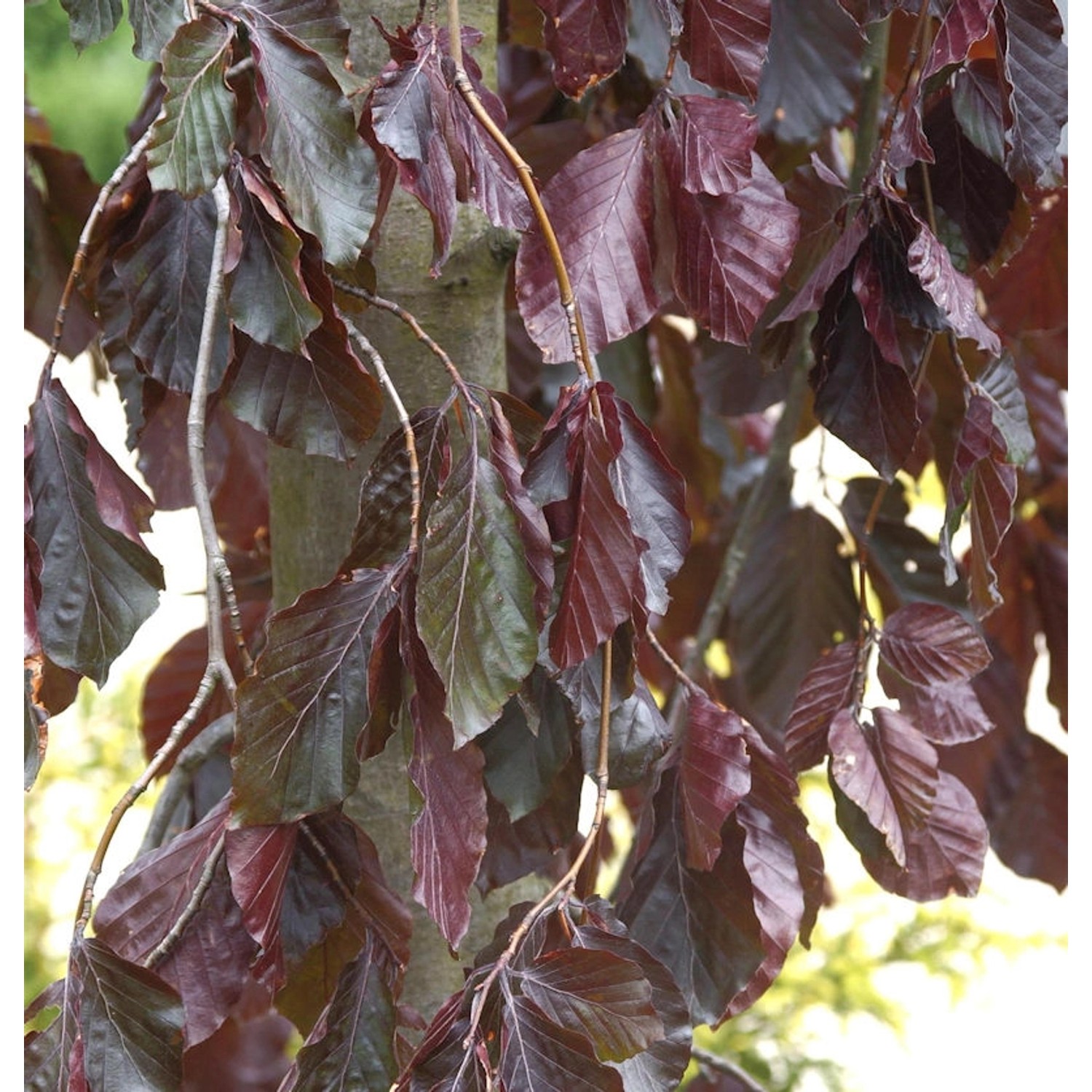 Hochstamm Trauer Blutbuche Purple Fountain 80-100cm - Fagus sylvatica günstig online kaufen