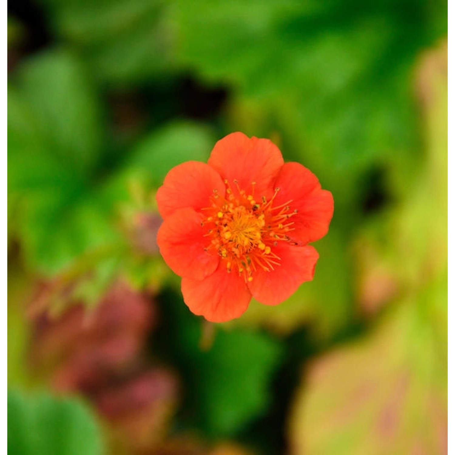 Roter Nelkenwurz Koi - Geum coccineum günstig online kaufen