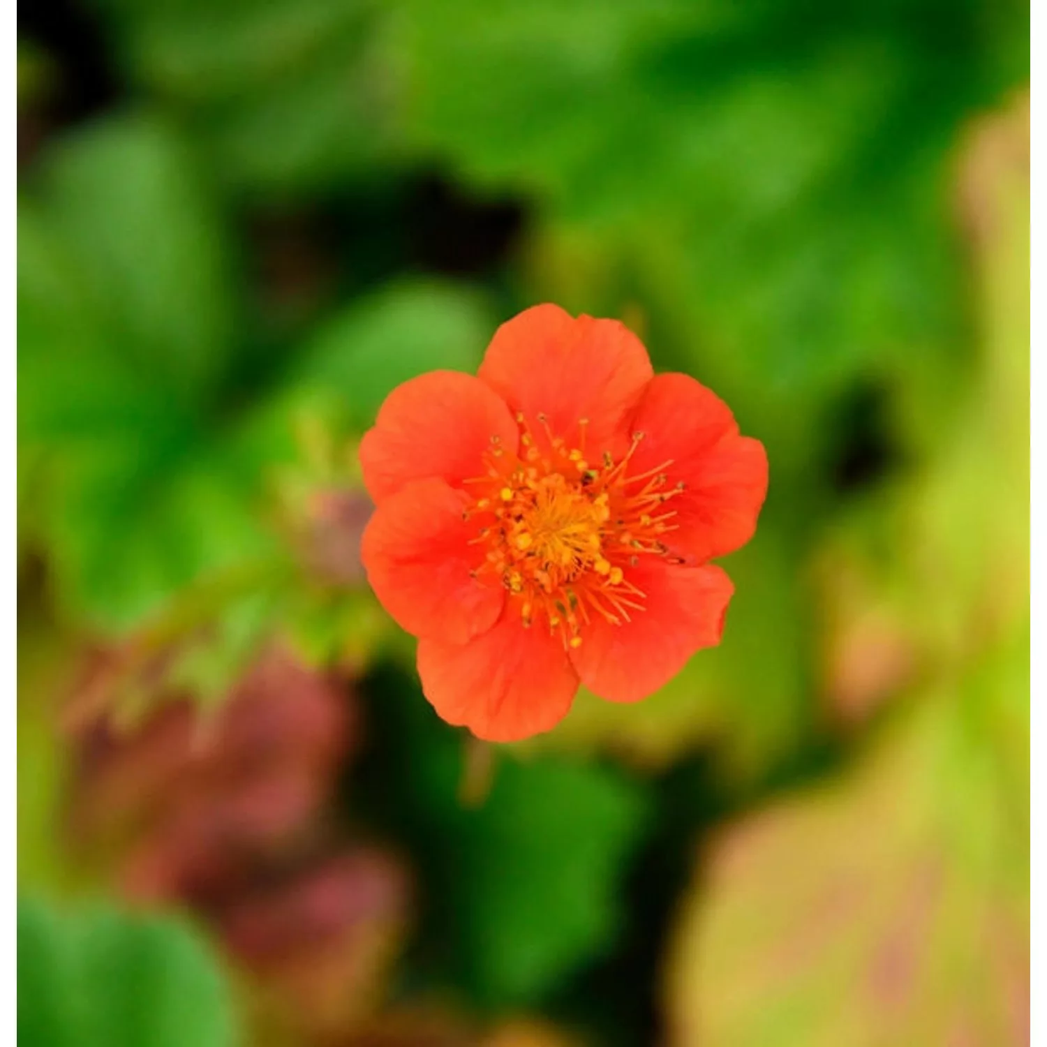 Roter Nelkenwurz Koi - Geum coccineum günstig online kaufen