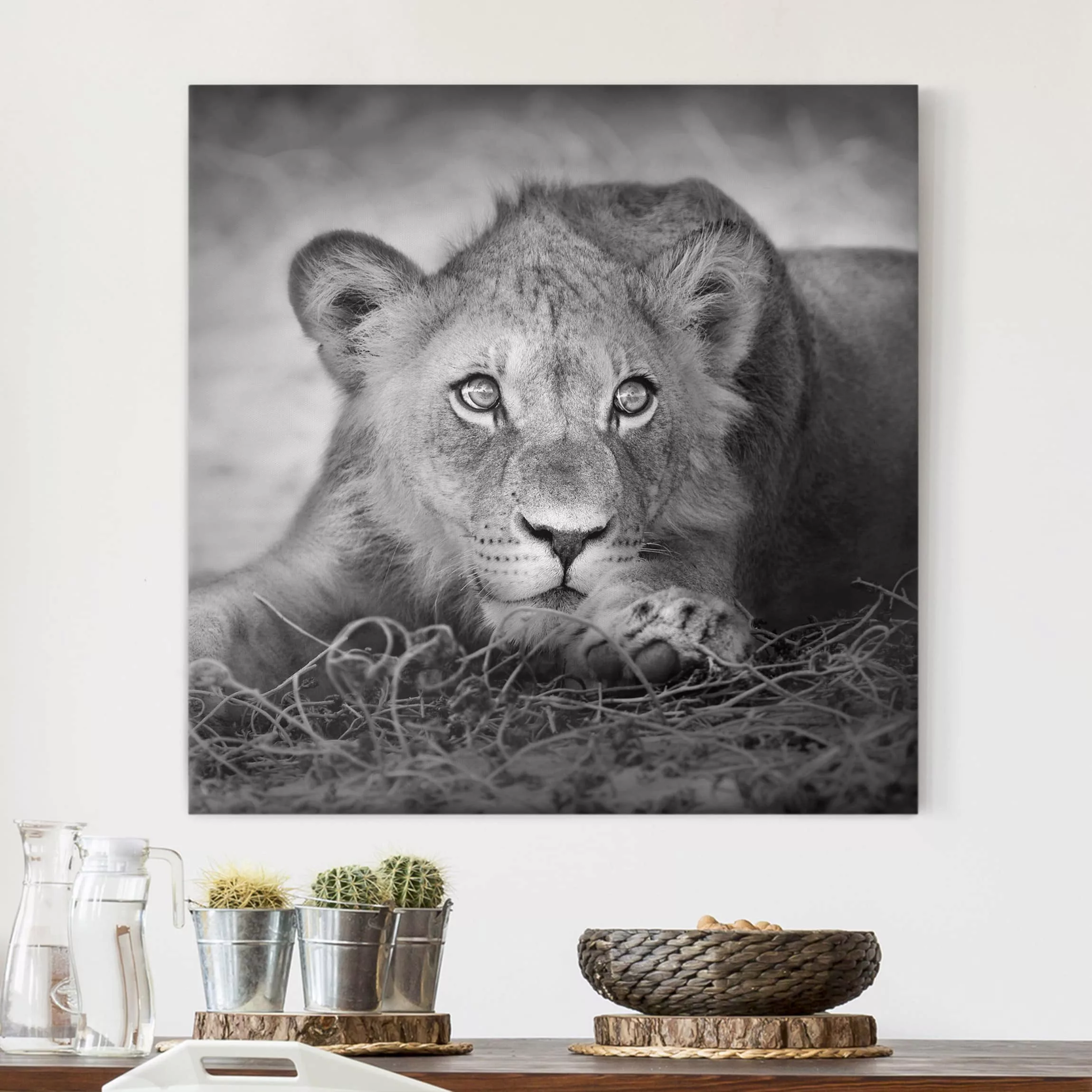 Leinwandbild Tiere - Quadrat Lurking Lionbaby günstig online kaufen