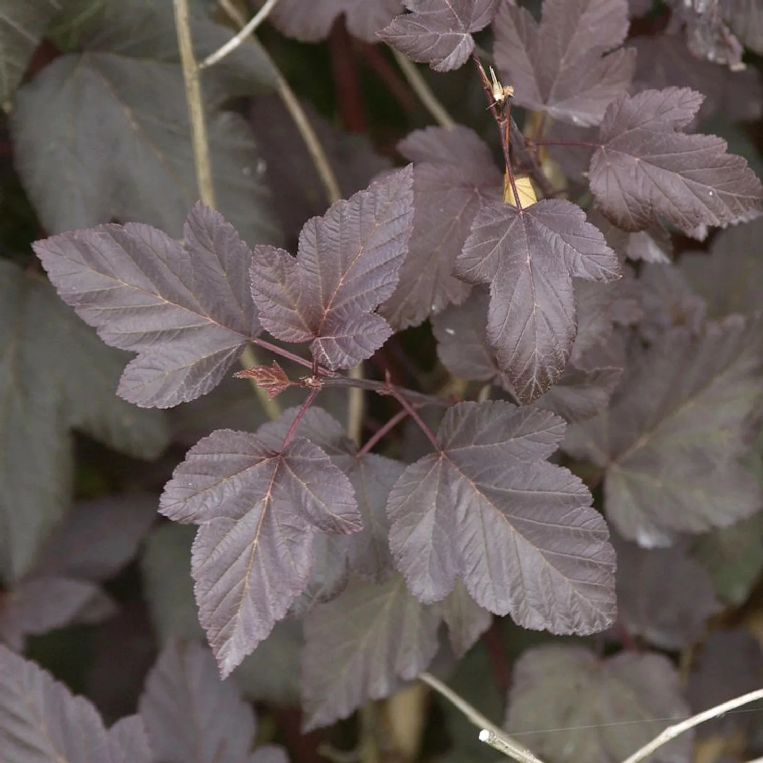 Rotblättrige Blasenspiere 40-60cm - Physocarpus opulifolius günstig online kaufen