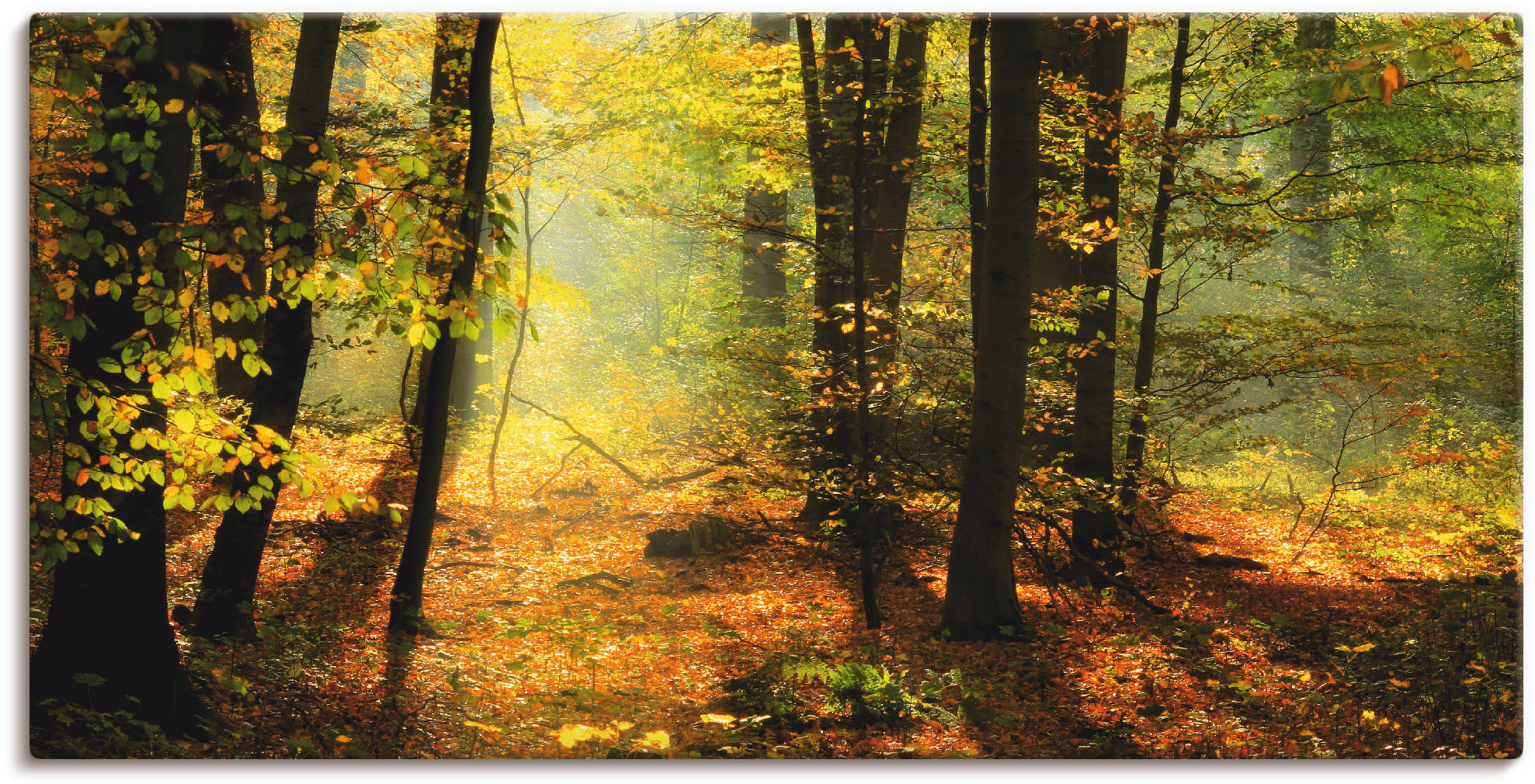 Artland Wandbild "Herbstlicht im Wald", Wald, (1 St.), als Leinwandbild, Po günstig online kaufen