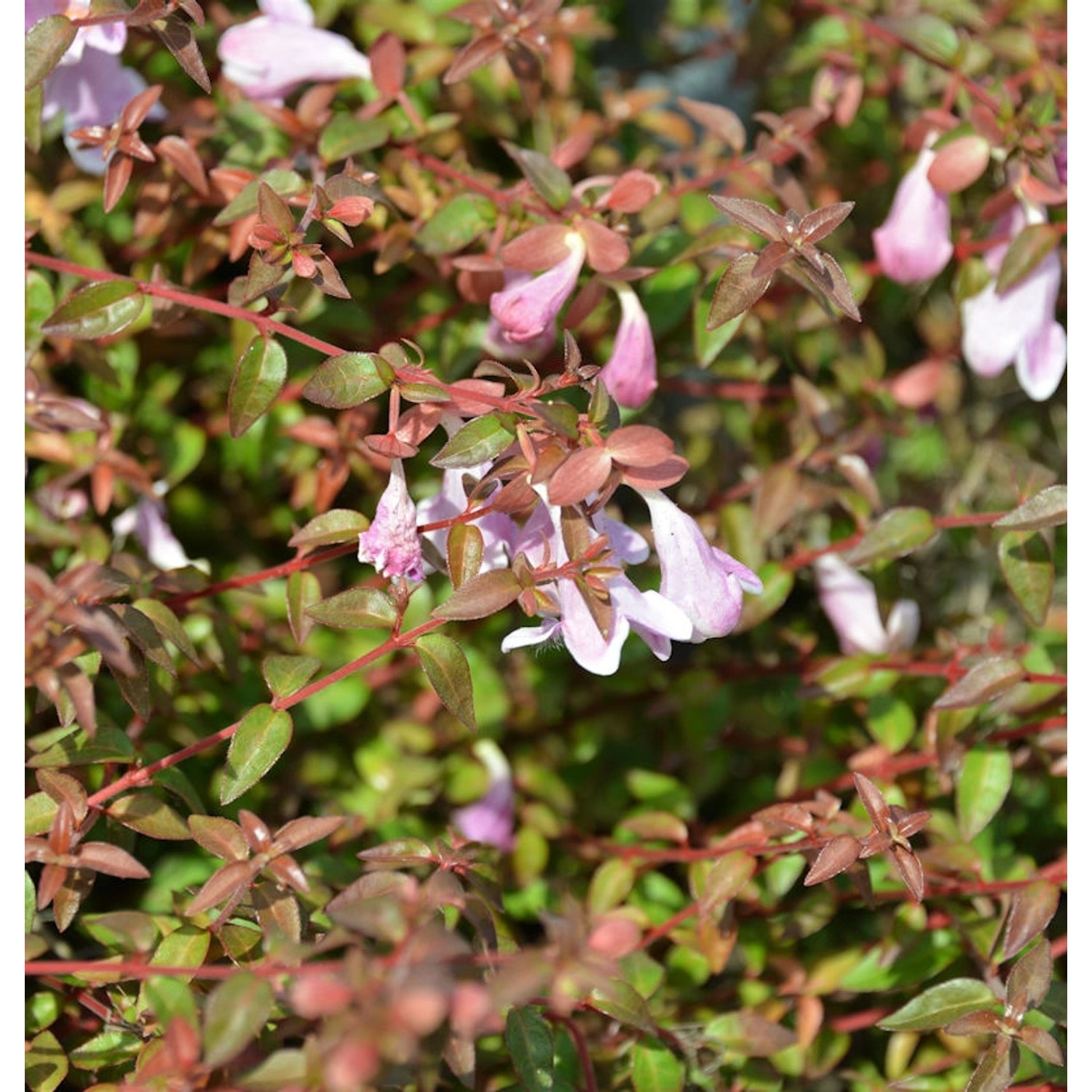 Großblumige Abelie Pinky Bells 40-60cm - Abelia grandiflora günstig online kaufen