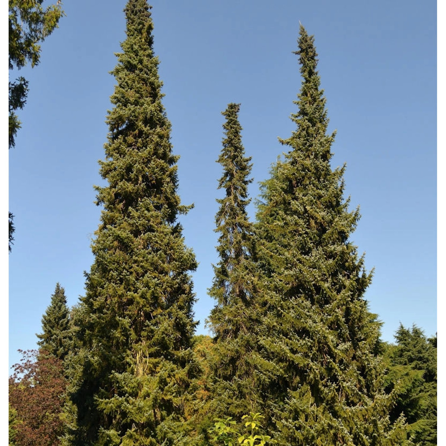 Serbische Fichte 125-150cm - Picea omorika günstig online kaufen