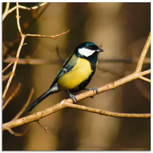 Artland Glasbild »Kohlmeise im Wald«, Vögel, (1 St.), in verschiedenen Größ günstig online kaufen