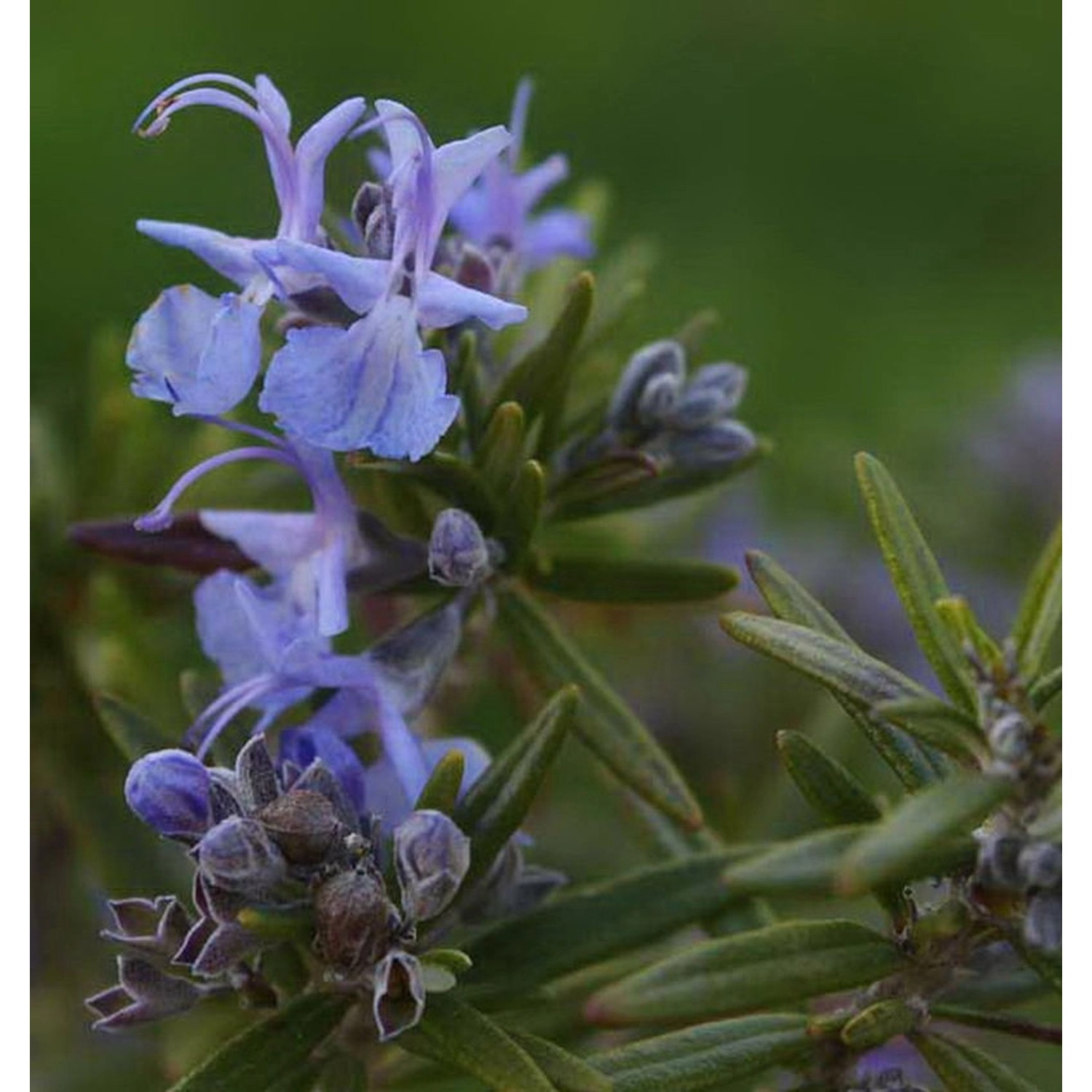 Rosmarin Upright Blue - Rosmarinus officinalis günstig online kaufen