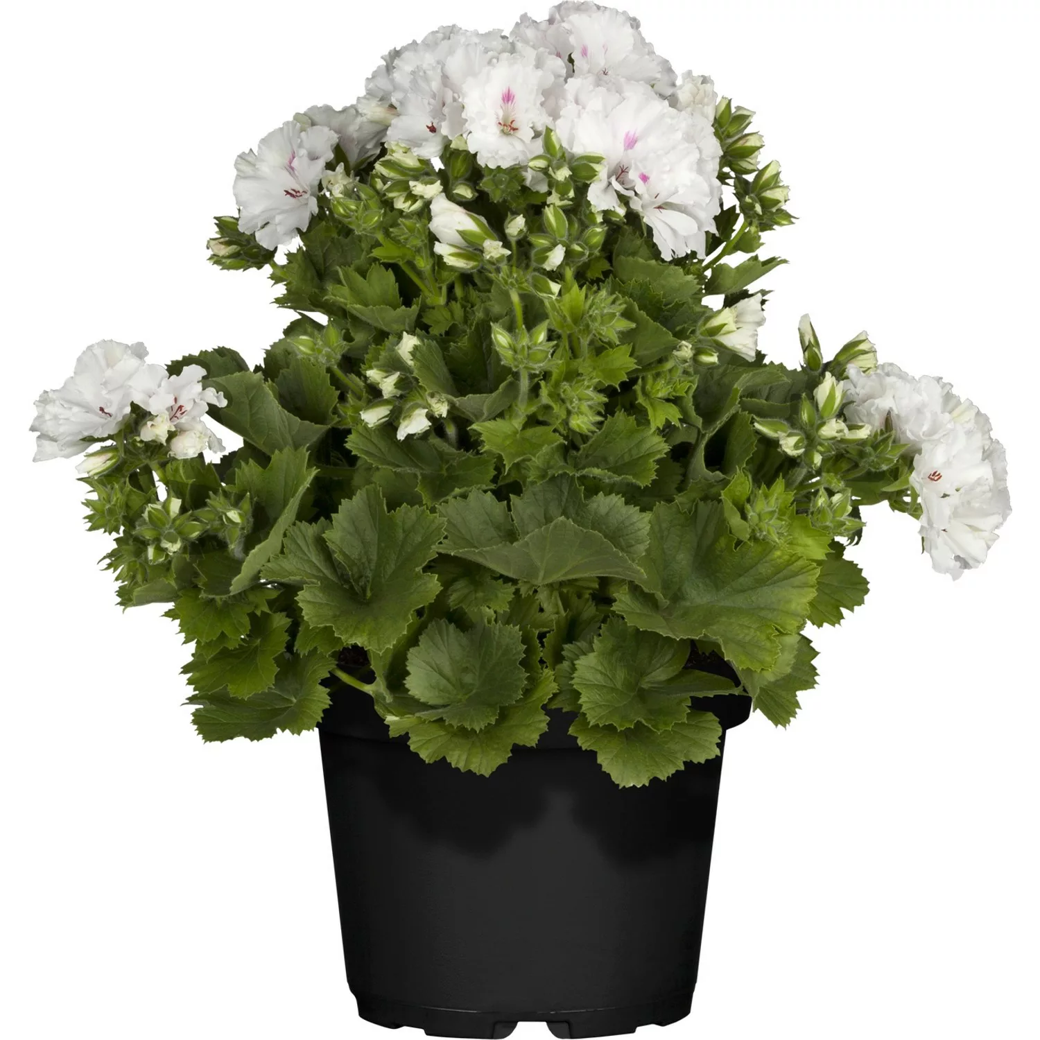 Stehende Geranie Weiß Topf-Ø ca. 12 cm Pelargonium günstig online kaufen