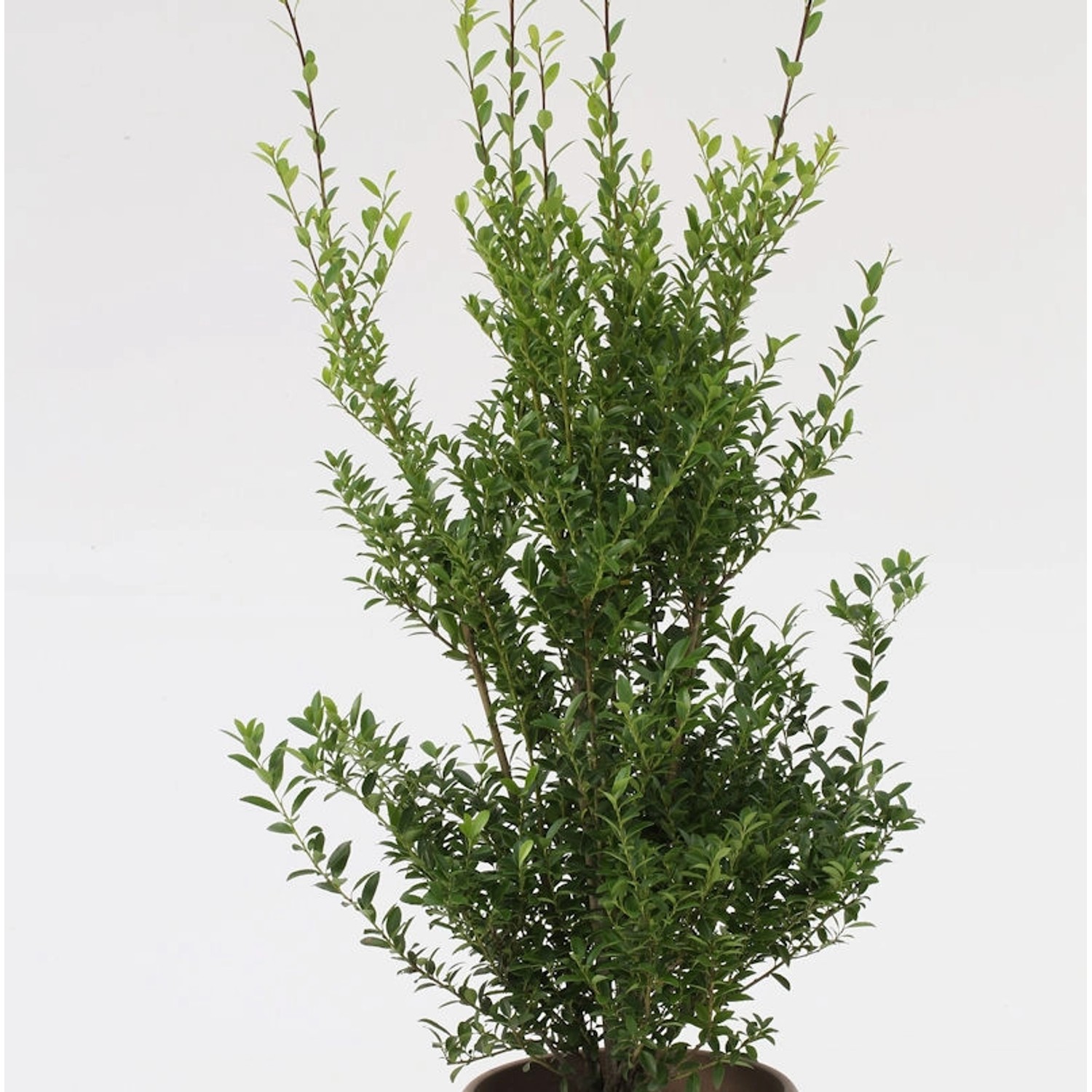 10x Glänzender Japanische Ilex Impala 10-15cm - Ilex maximowicziana günstig online kaufen