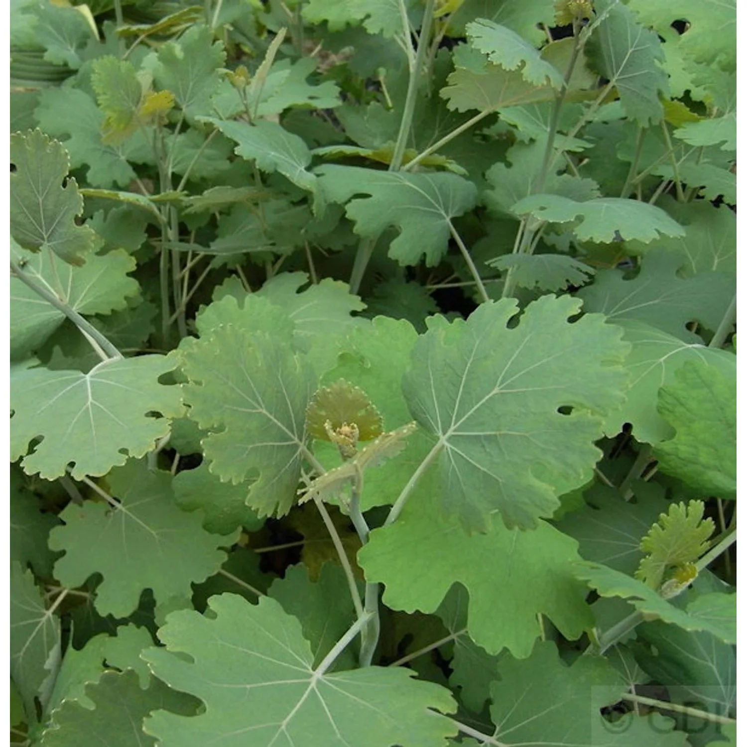 Federmohn - Macleaya cordata günstig online kaufen