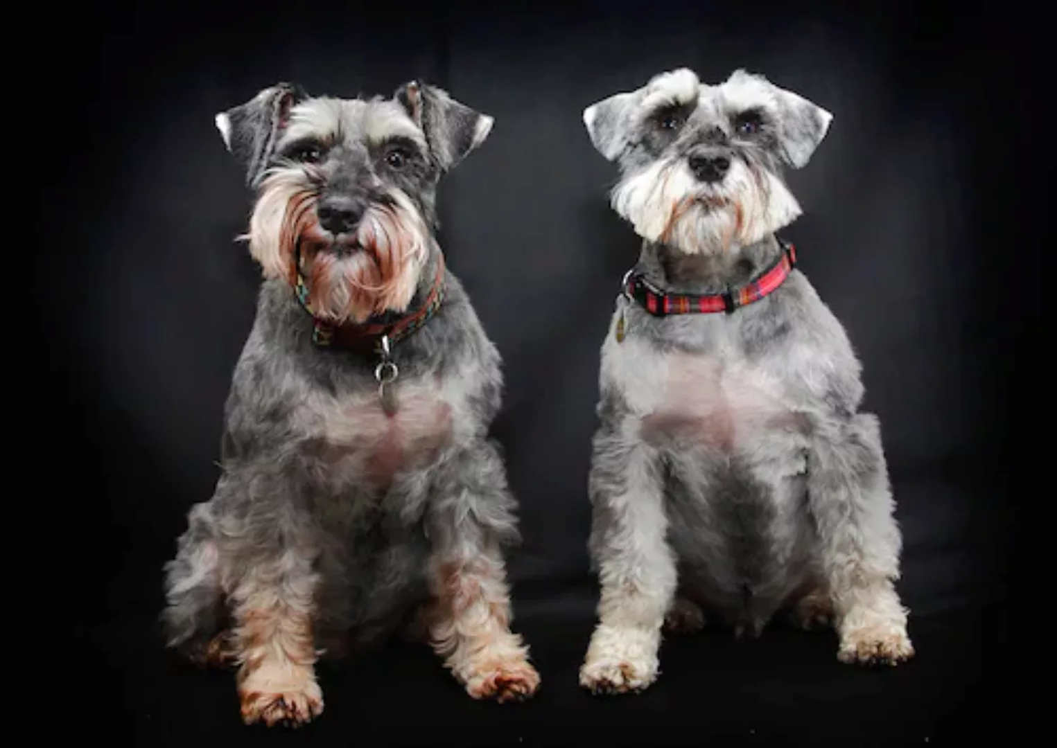 Papermoon Fototapete »Hunde« günstig online kaufen
