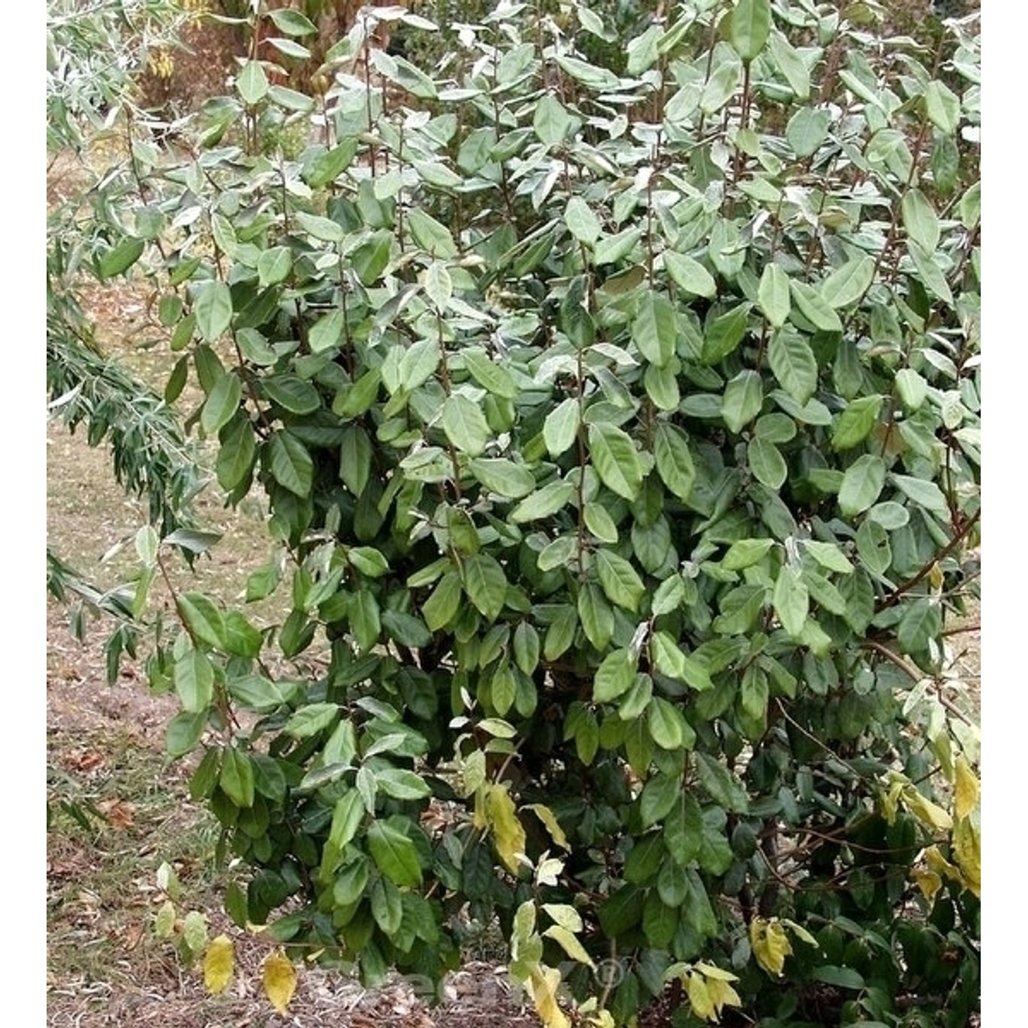 Wintergrüne Ölweide 30-40cm - Elaeagnus ebbingei günstig online kaufen