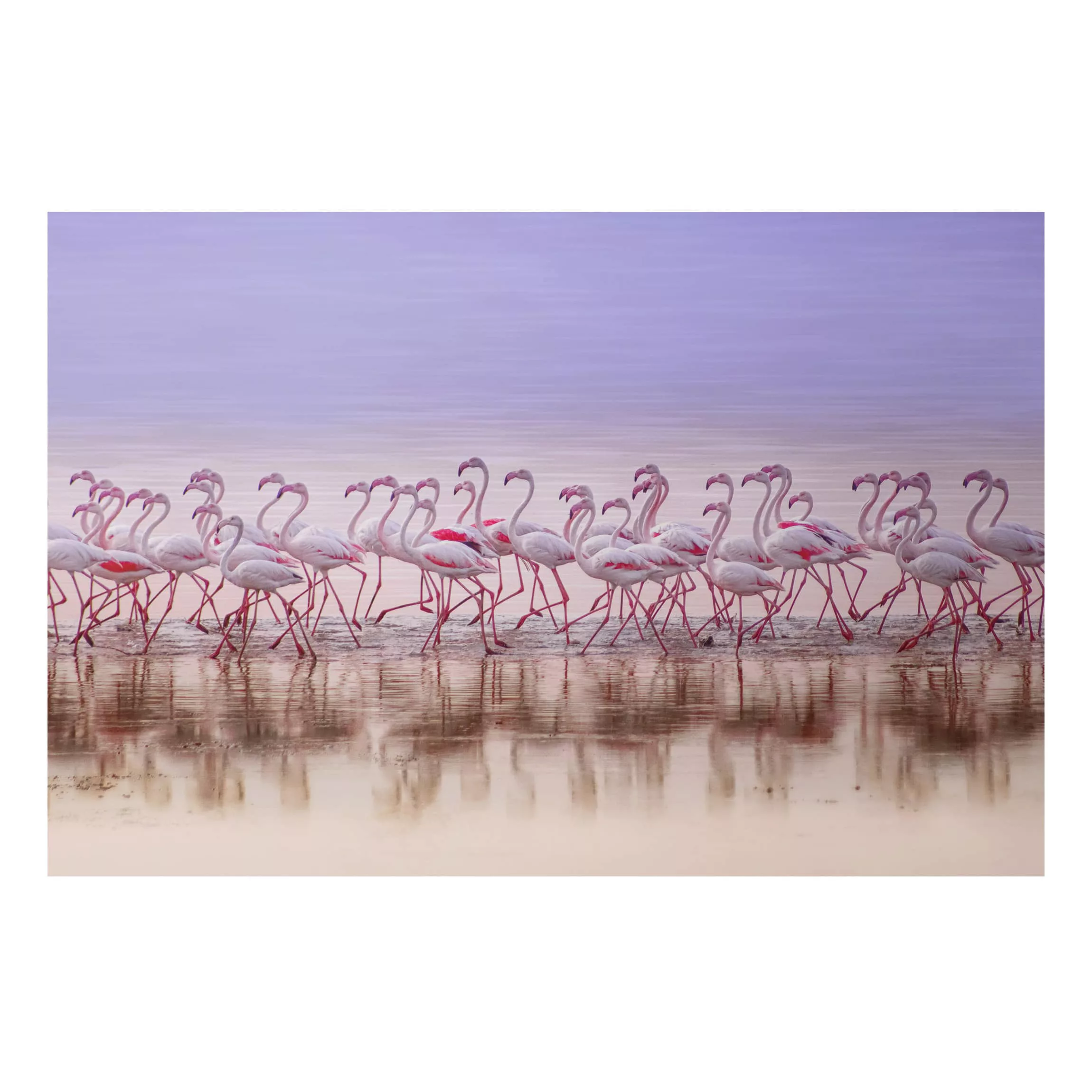 Alu-Dibond Bild Tiere - Querformat 3:2 Flamingo Party günstig online kaufen
