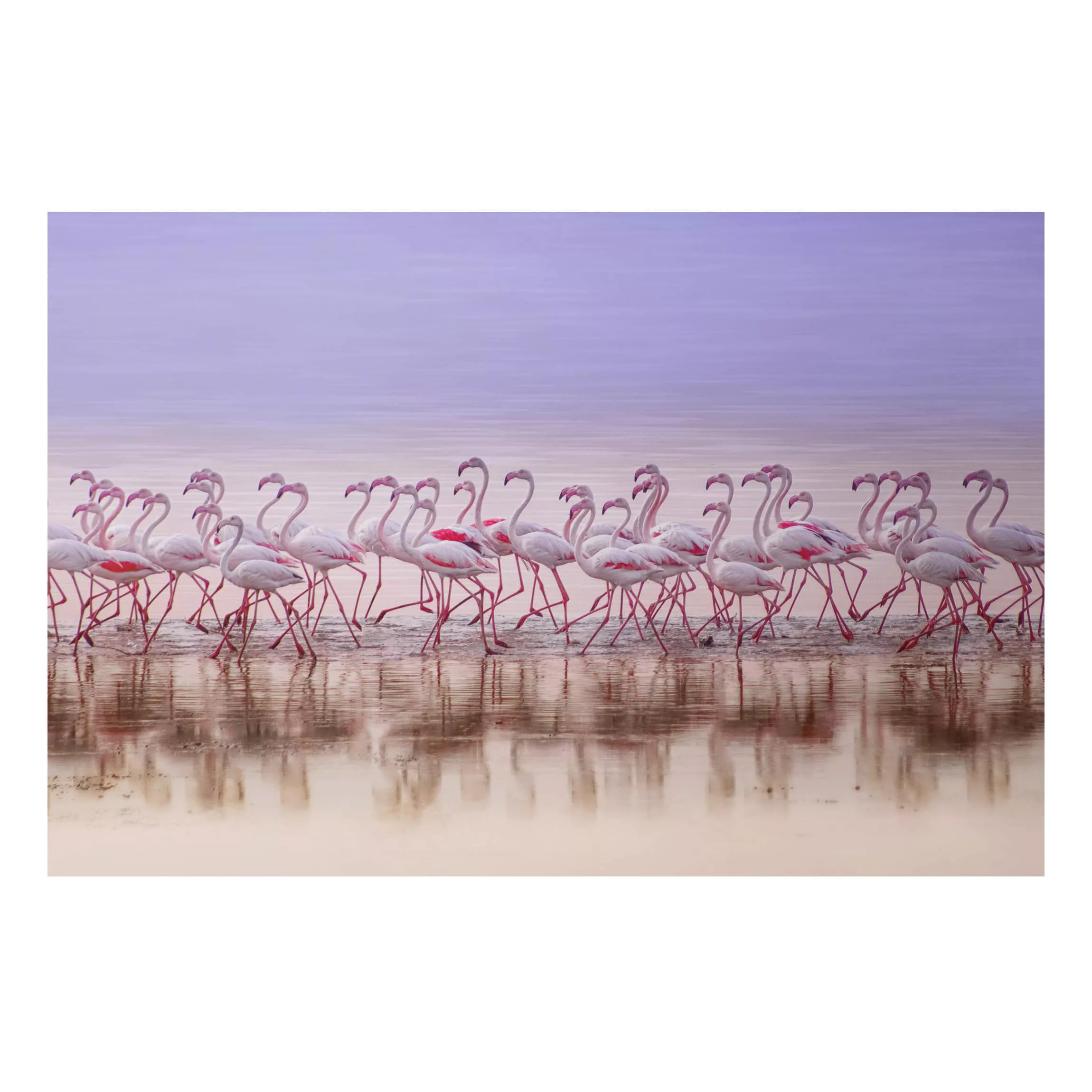 Alu-Dibond Bild - Querformat 3:2 Flamingo Party günstig online kaufen