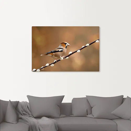 Artland Leinwandbild "Kernbeißer", Vogelbilder, (1 St.), auf Keilrahmen ges günstig online kaufen