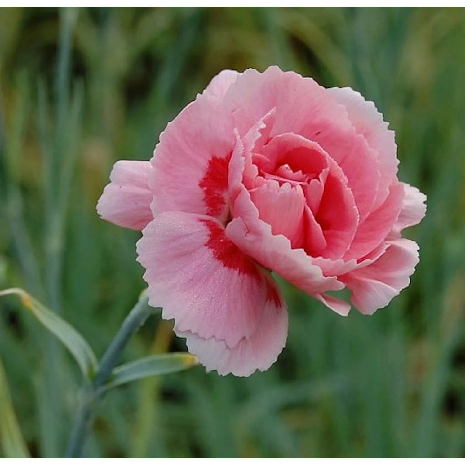 Federnelke Doris - Dianthus plumarius günstig online kaufen