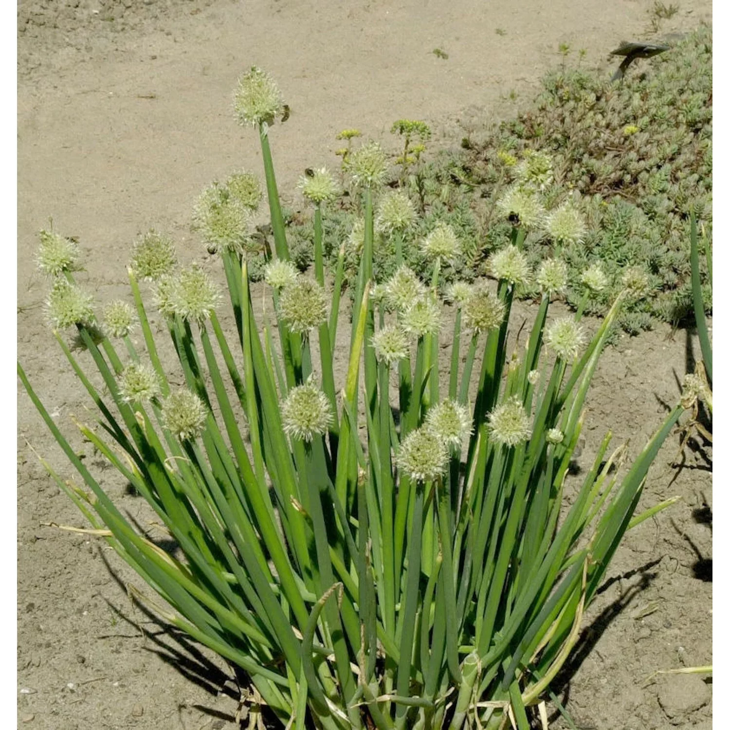 Winterheckzwiebel - Allium fistulosum günstig online kaufen