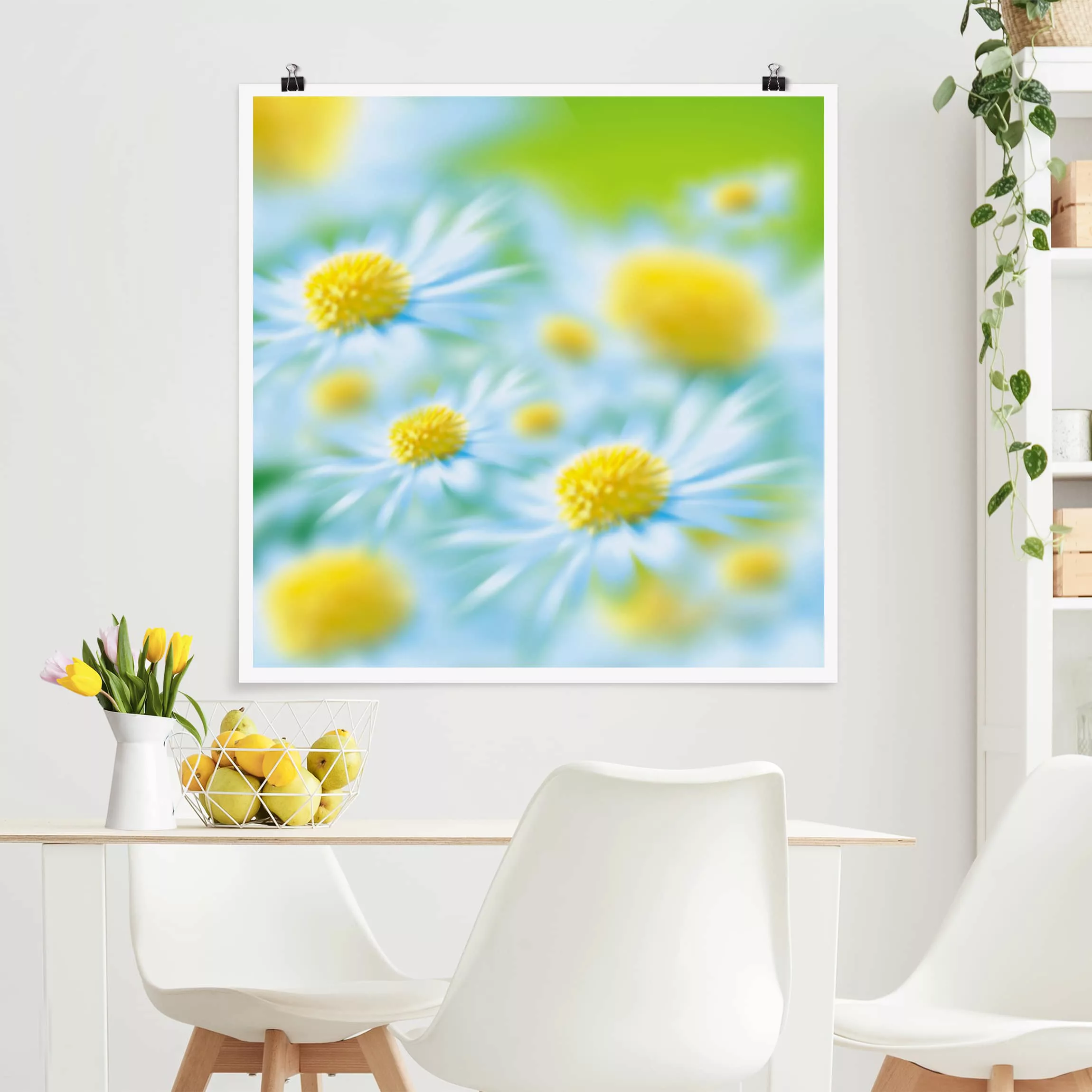 Poster Blumen - Quadrat Daisy günstig online kaufen