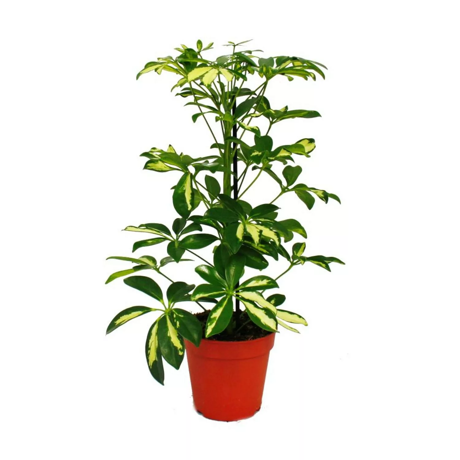 Exotenherz Strahlenaralie Schefflera Weissgrünlaubig 12cm Topf Zimmerpflanz günstig online kaufen