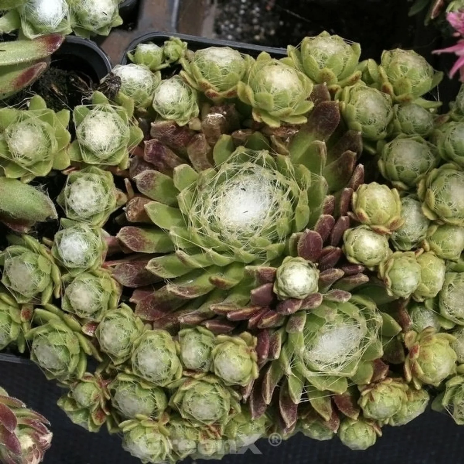 Dachwurz Rheinkiesel - Sempervivum cultorum günstig online kaufen